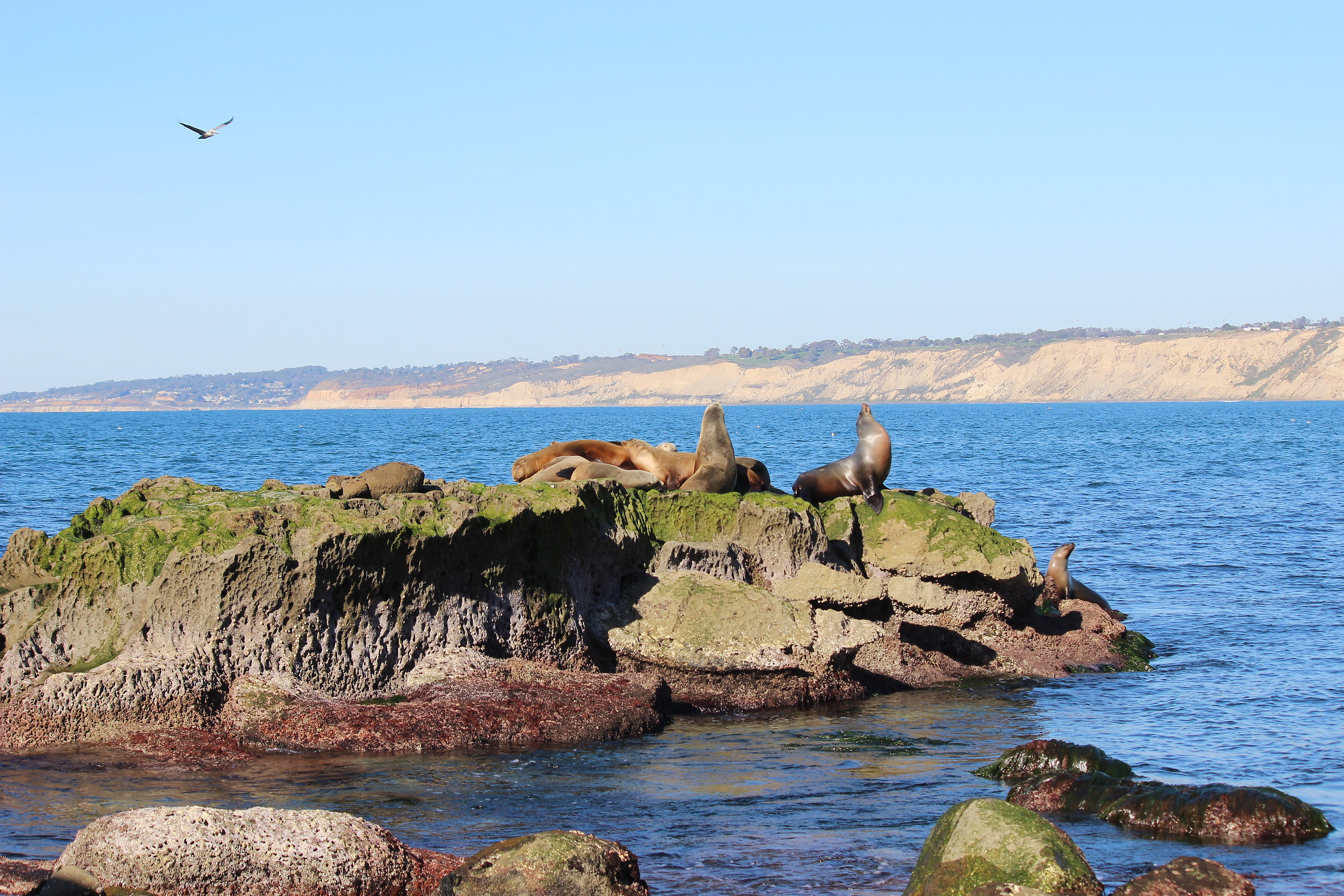 Leoni marini della california