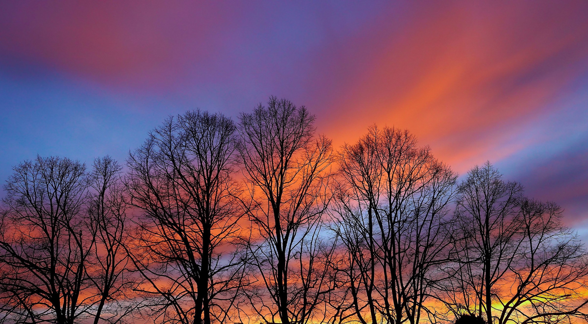 Le chiome dei tigli in inverno