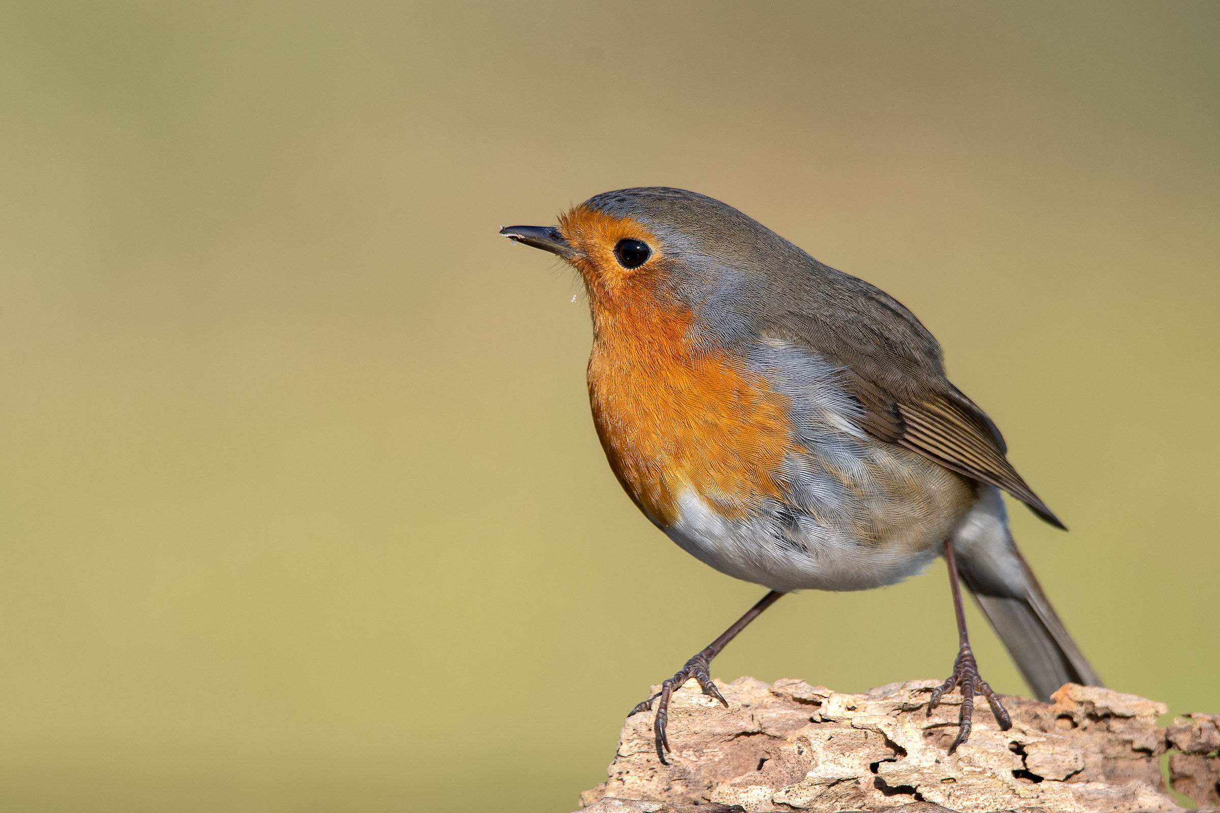 Robin
