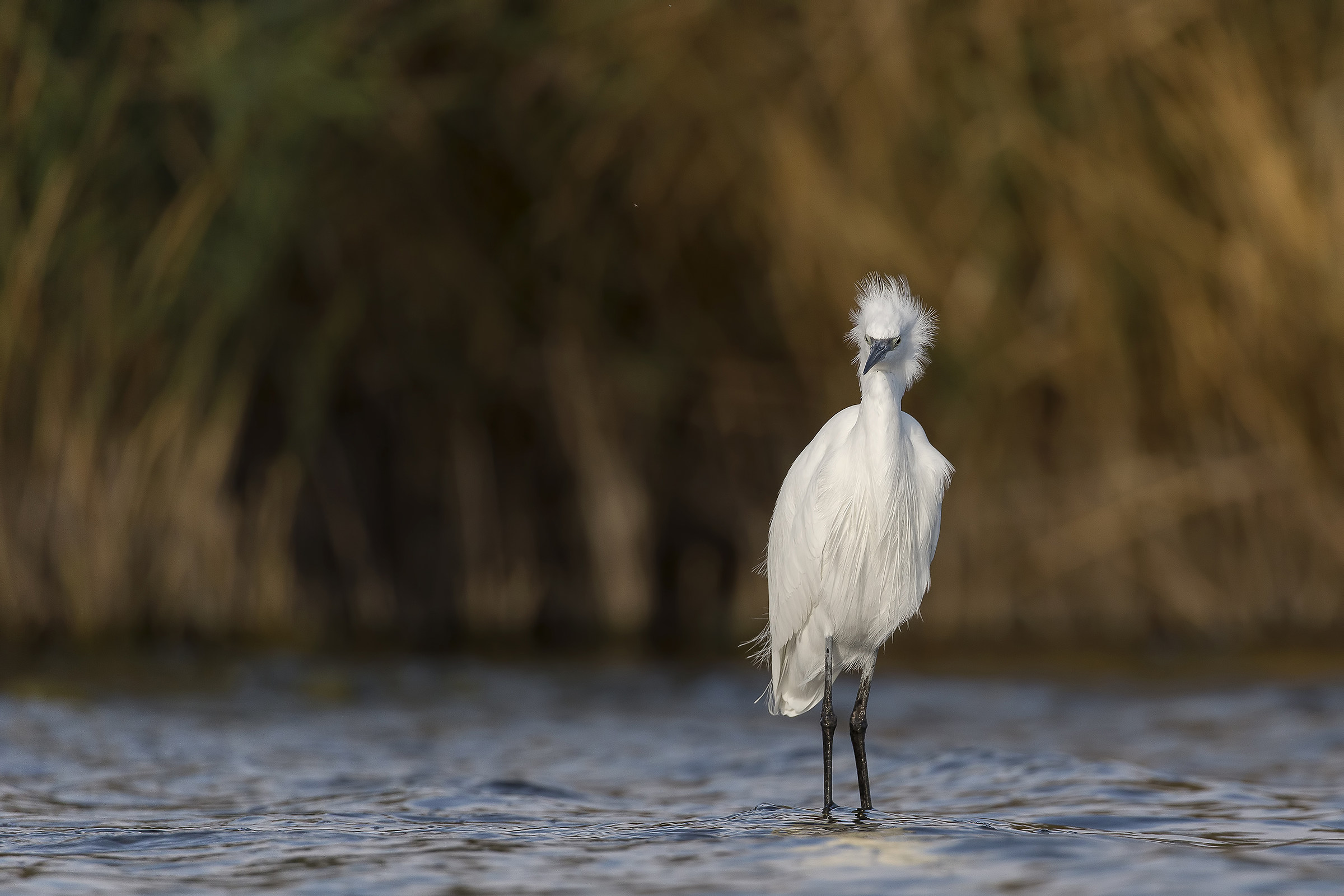 Egret