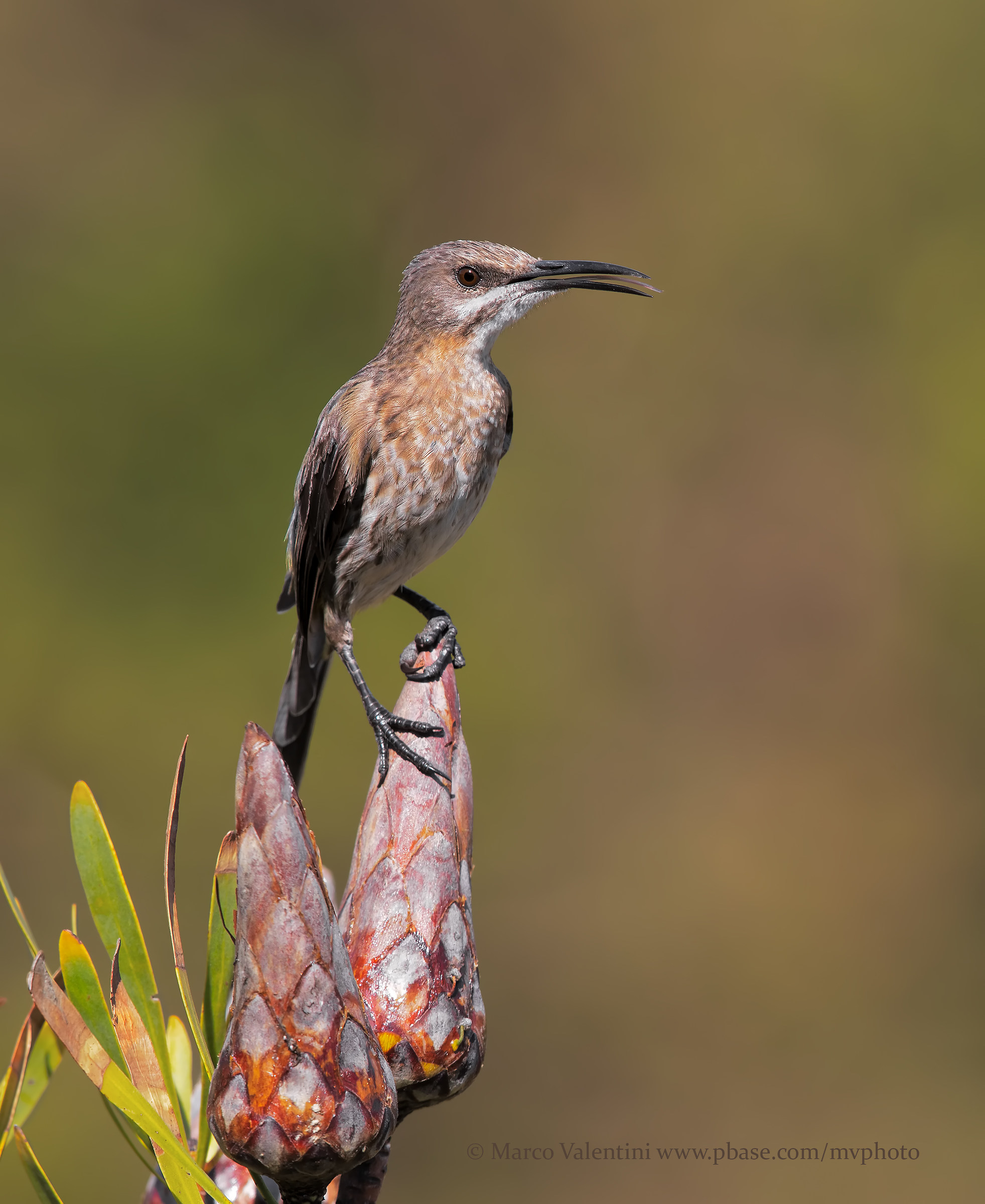 Cape Sugarbird