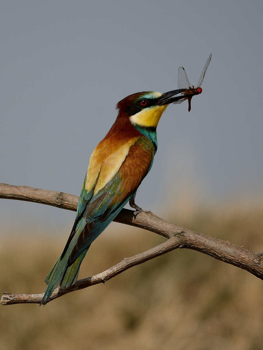 Gruccione con Libellula