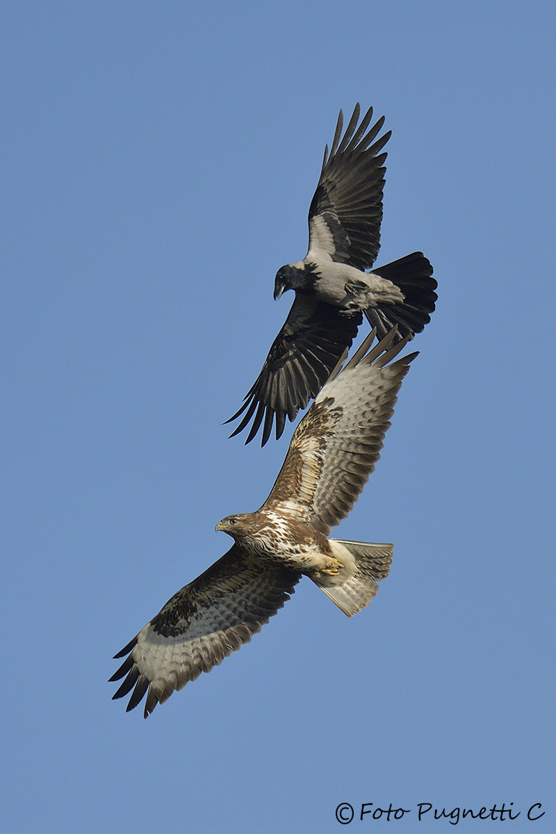 David versus Goliath