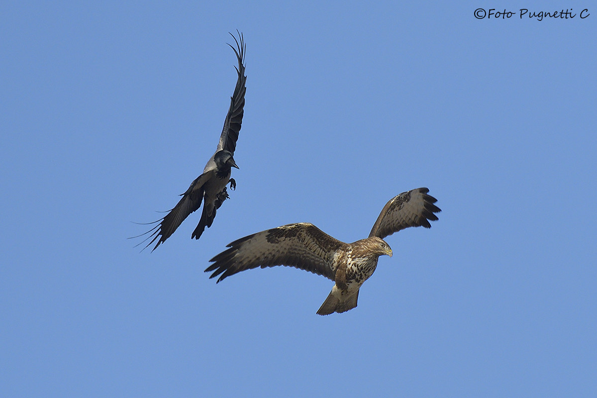 David versus Goliath