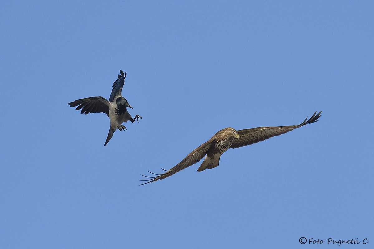 David versus Goliath