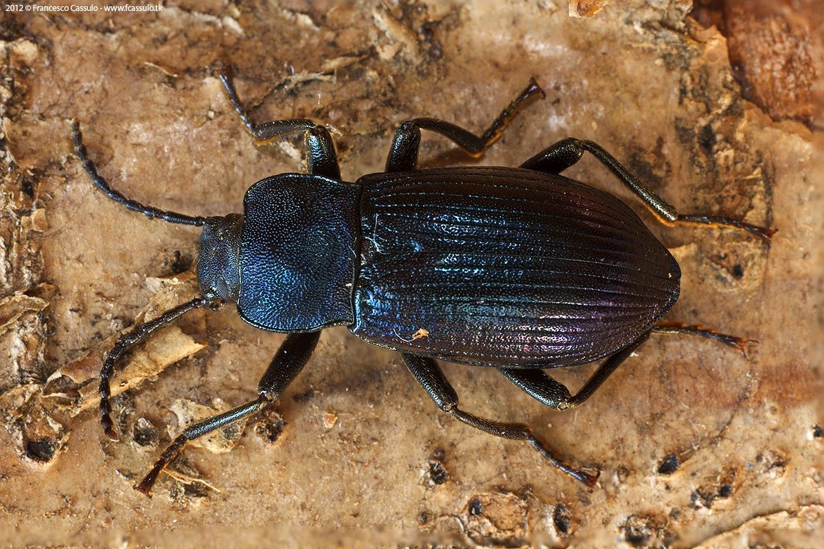 Helops coeruleus (Linnaeus, 1758)