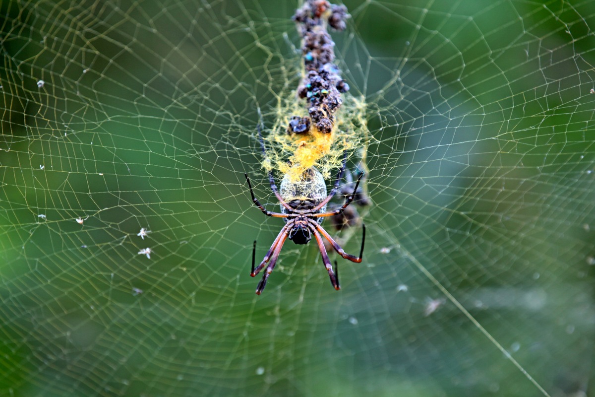 Ragno con prede 2