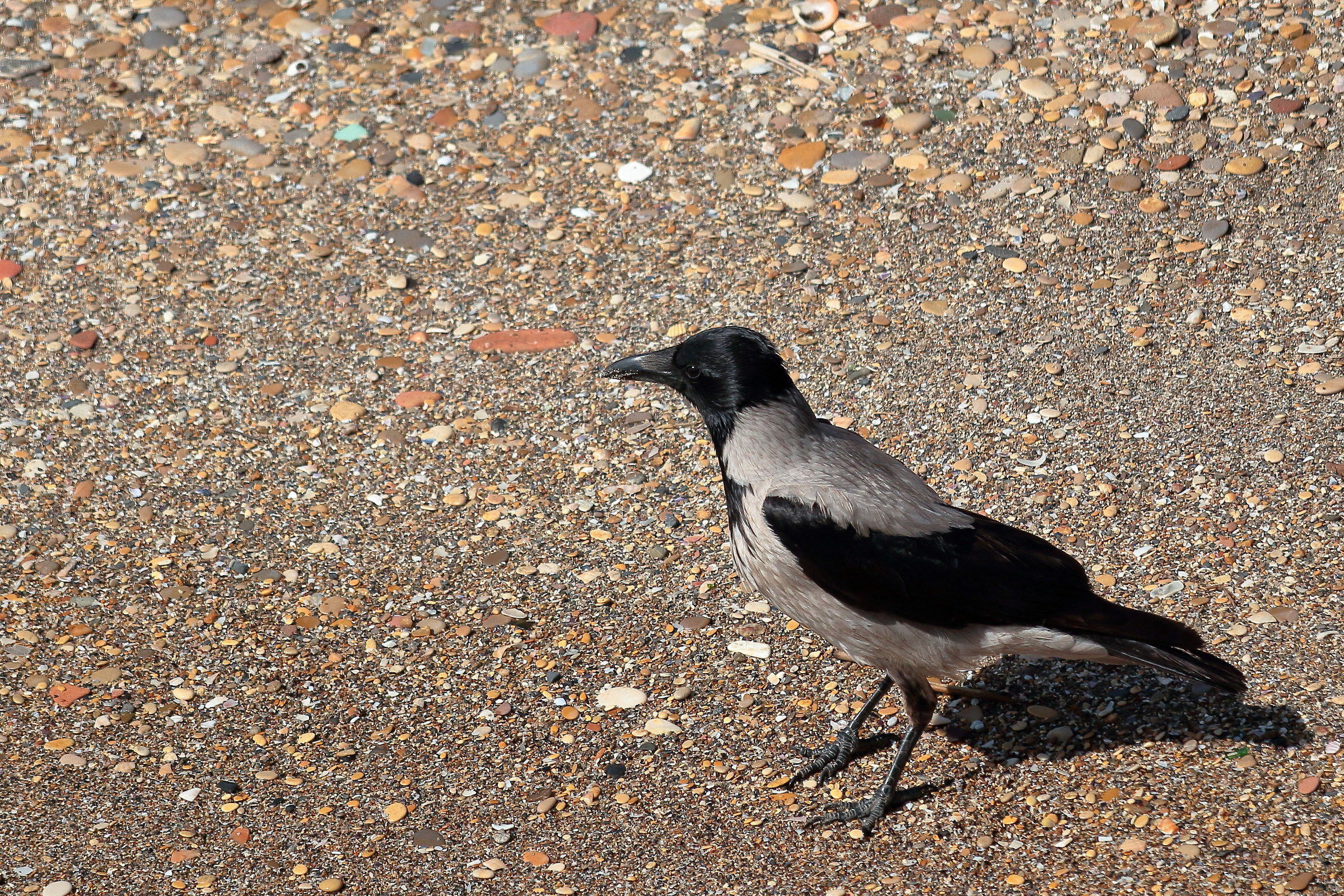 Corvus cornix
