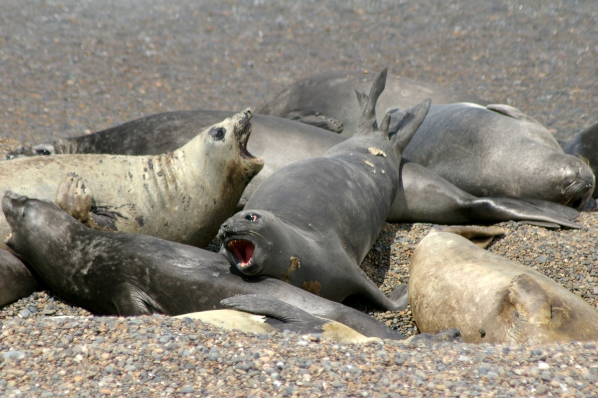 Argentina Valdes Peninsula Sea Lions
