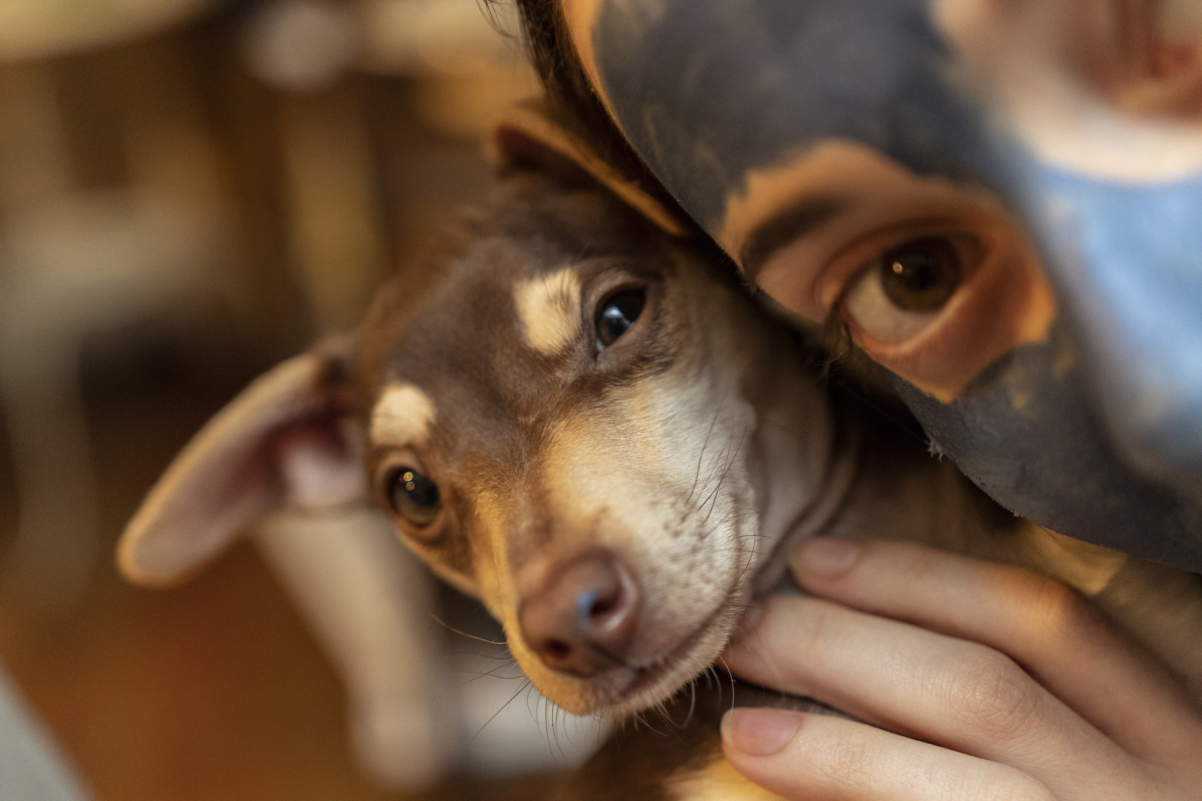 La nuova arrivata Daisy