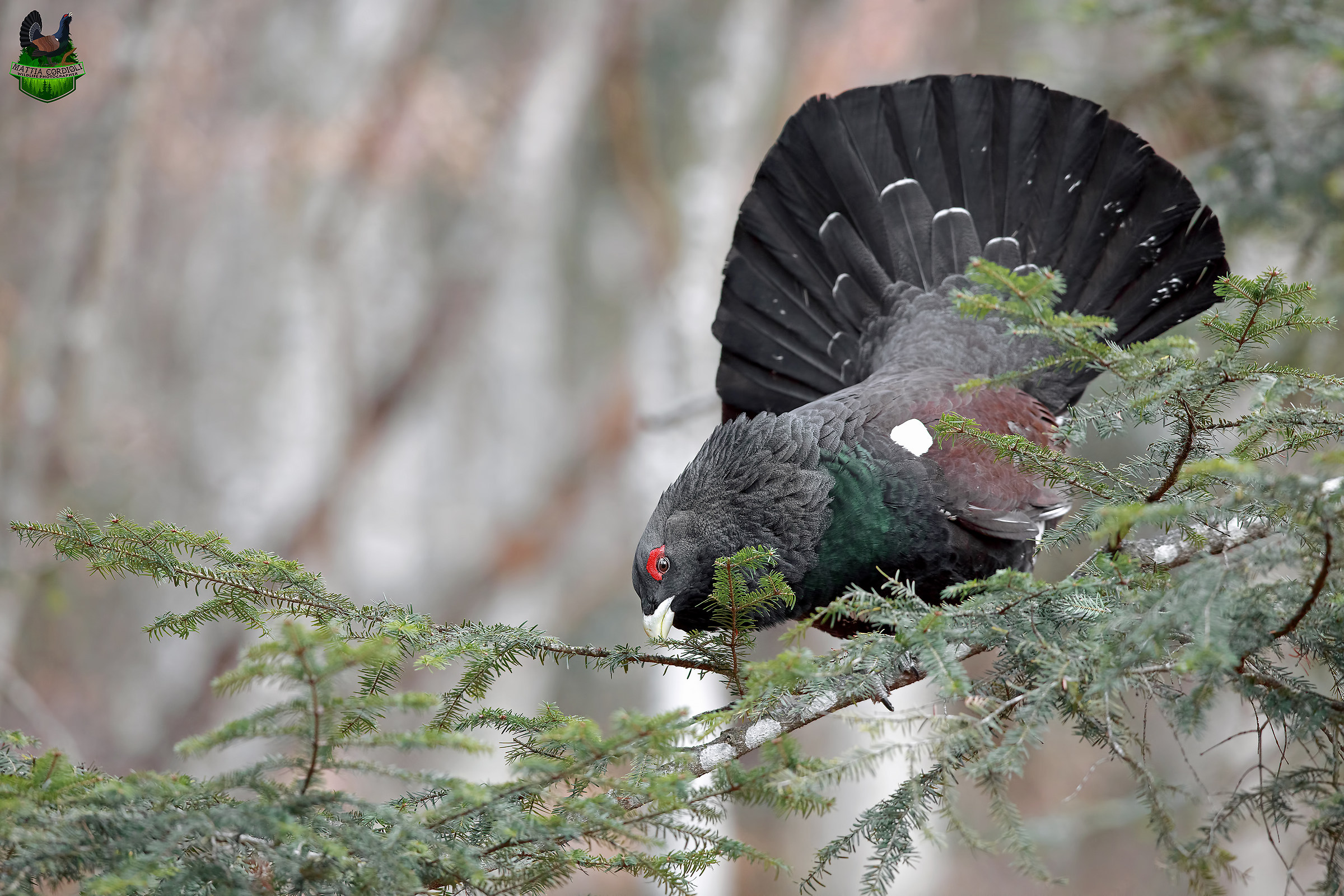 The God of the forest
