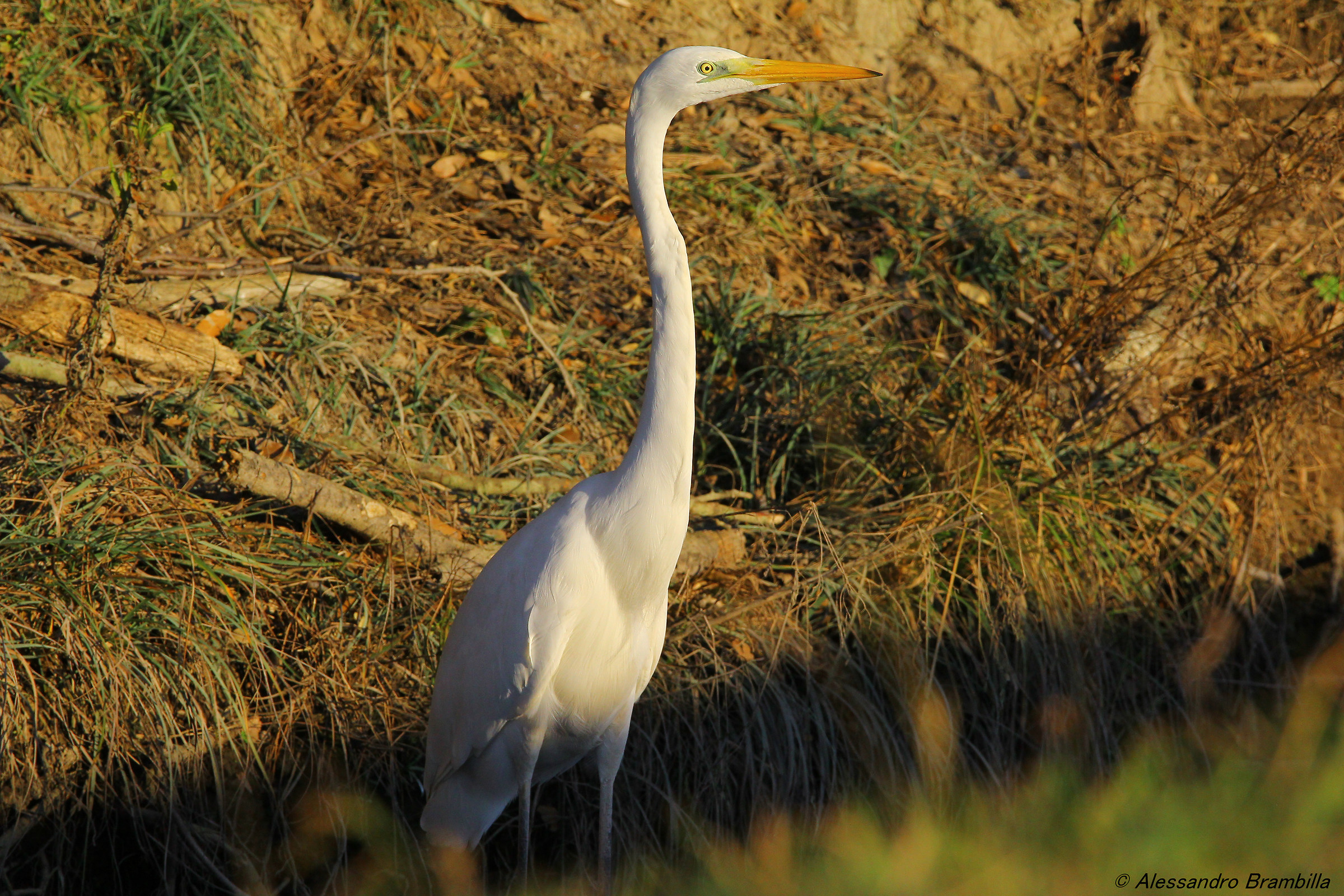 White Heron Major