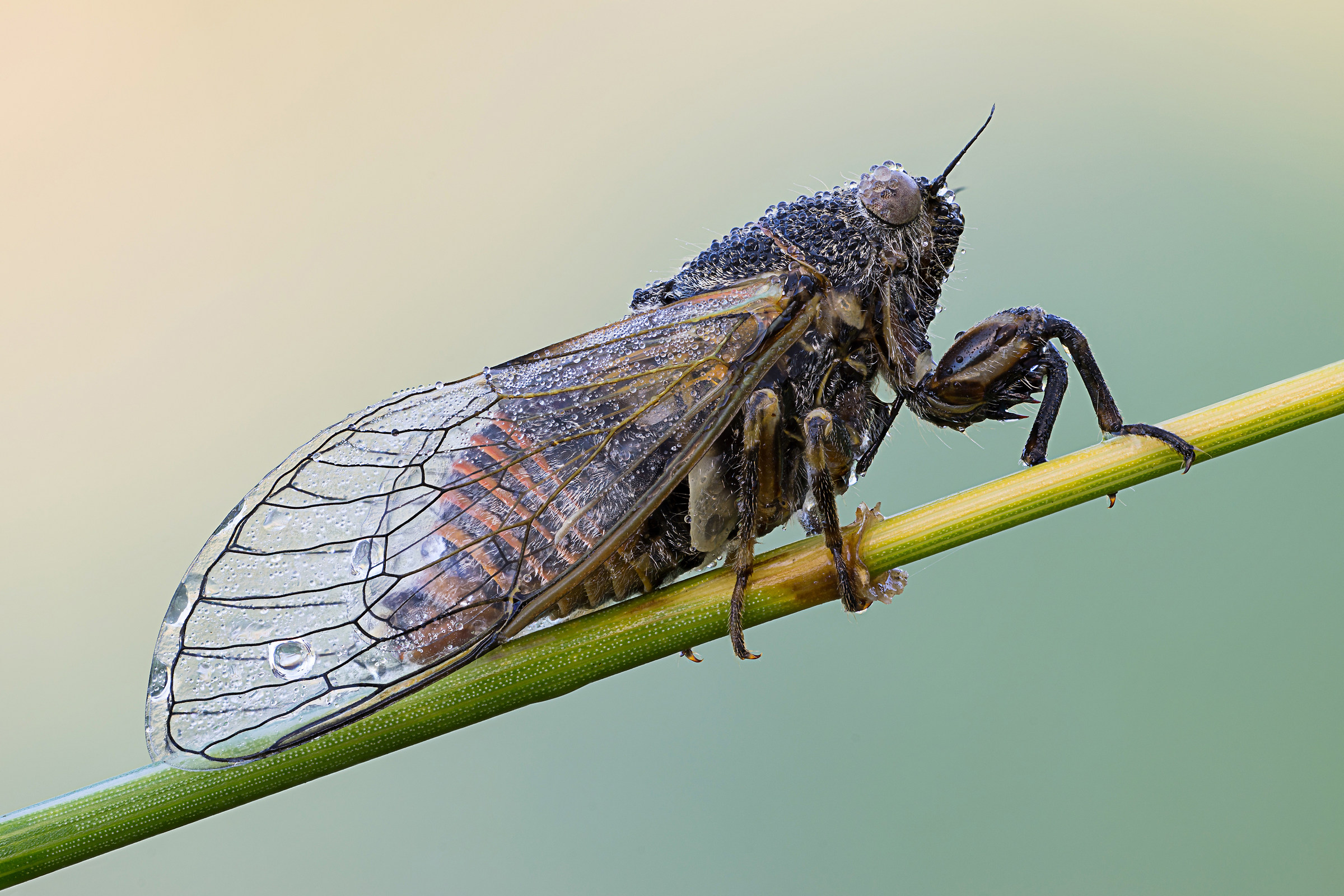 Cicadetta SP.