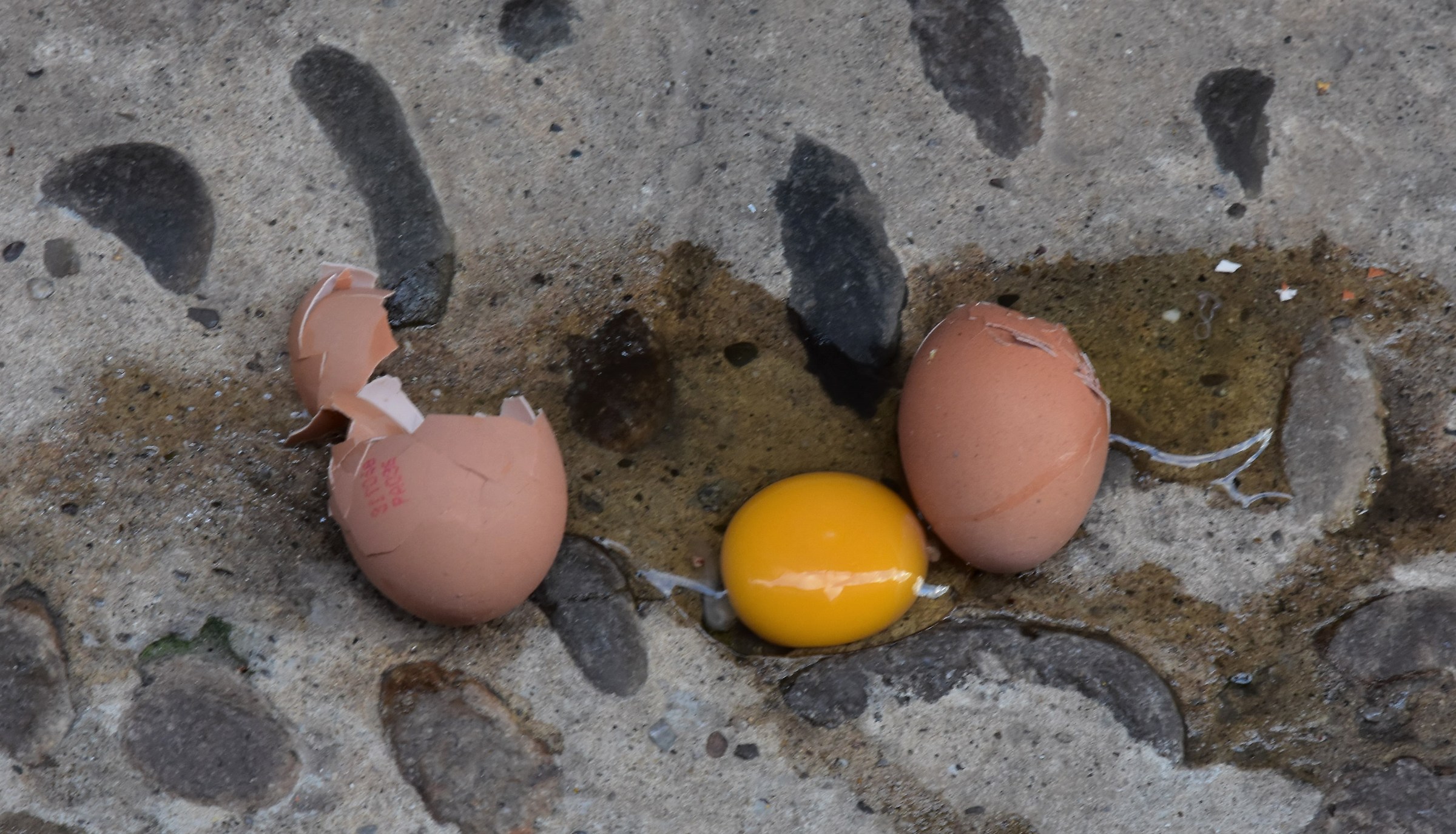 Cat knocked eggs!!!!