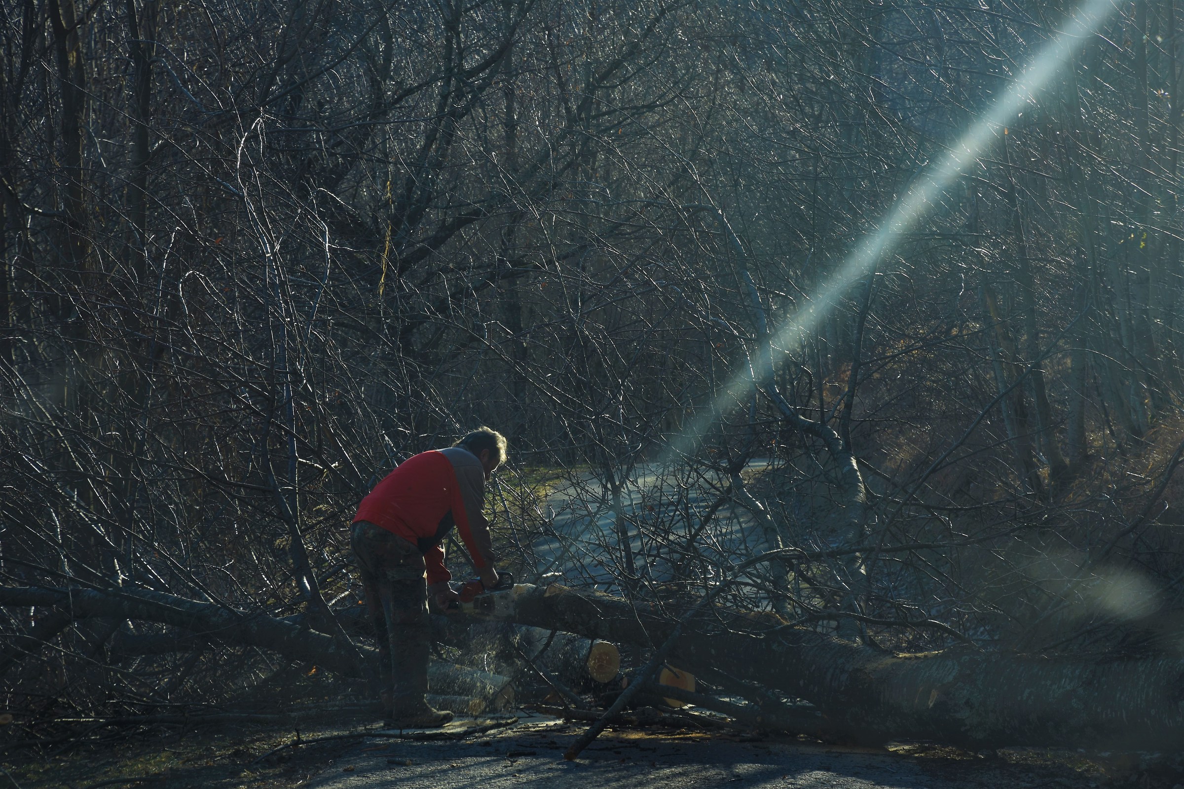 Who cut this trunk!! A ray of light?