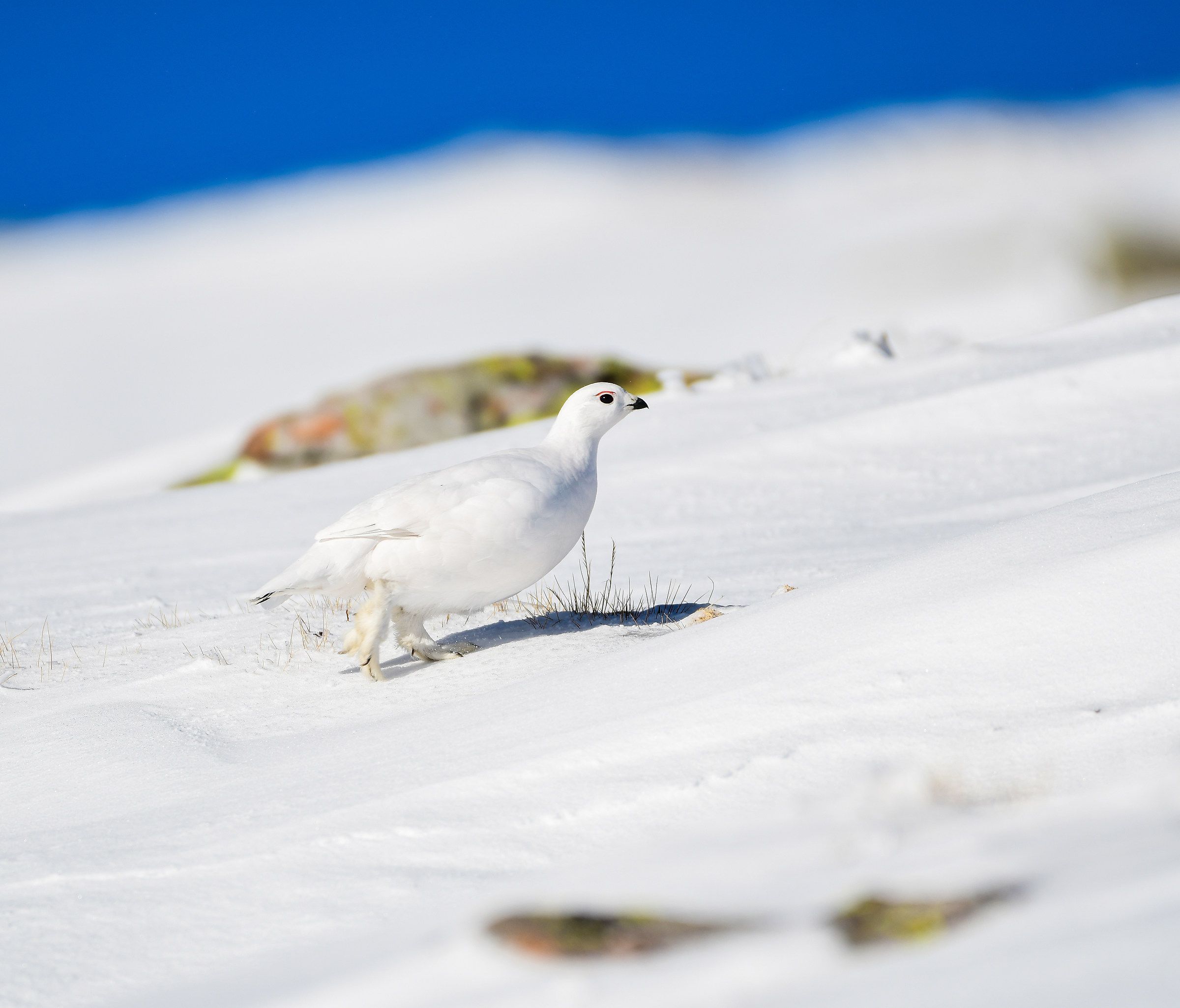 White Partridge