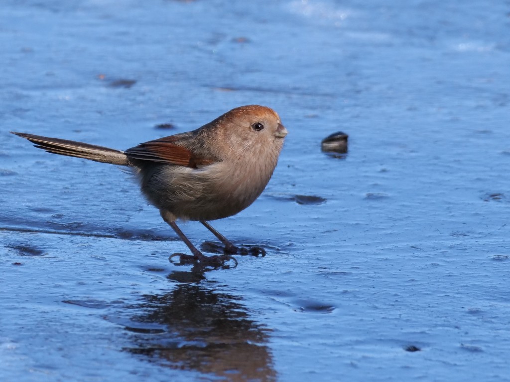 Panuro di Webb (Sinosuthora webbiana)