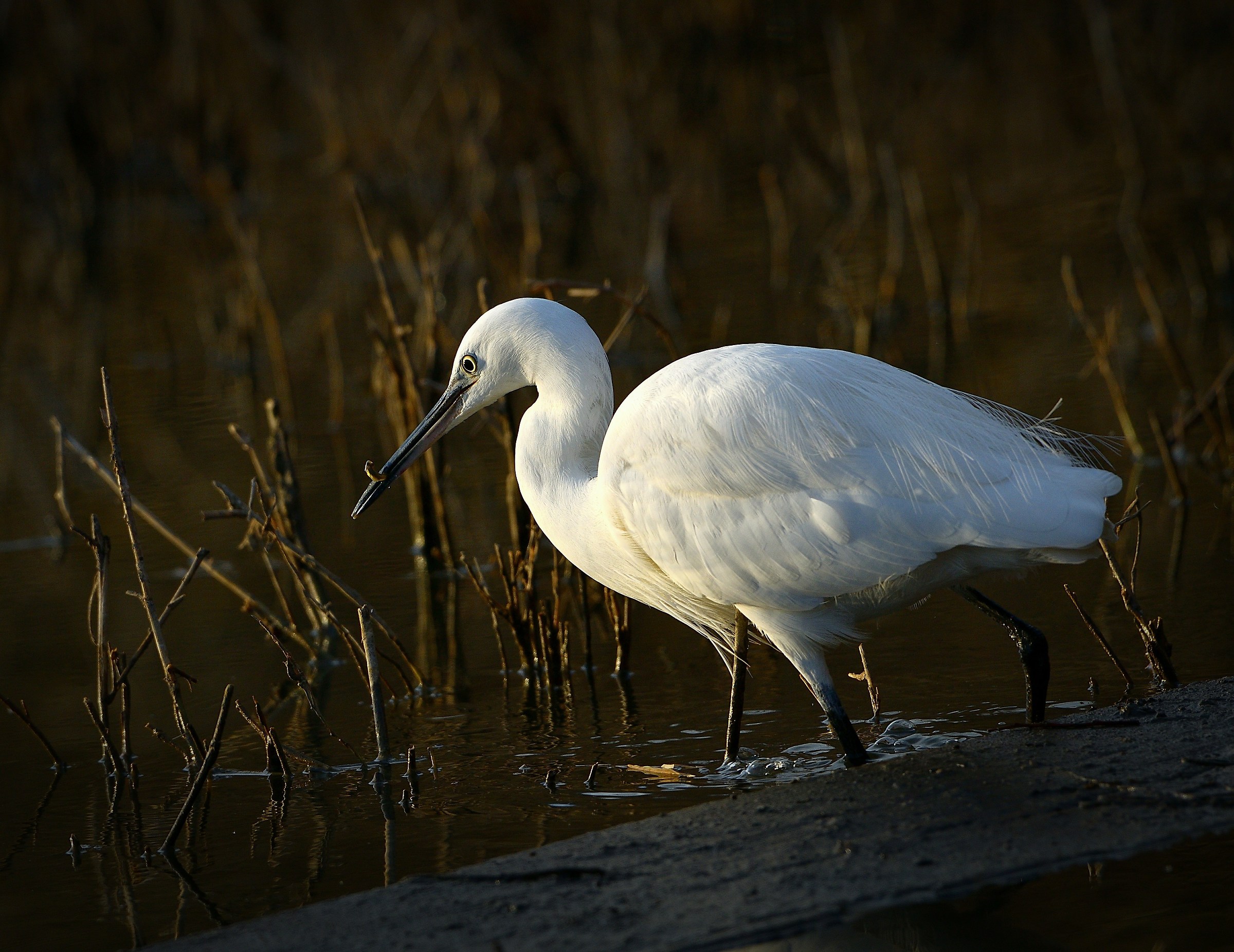 Garetta-Egretta Egret