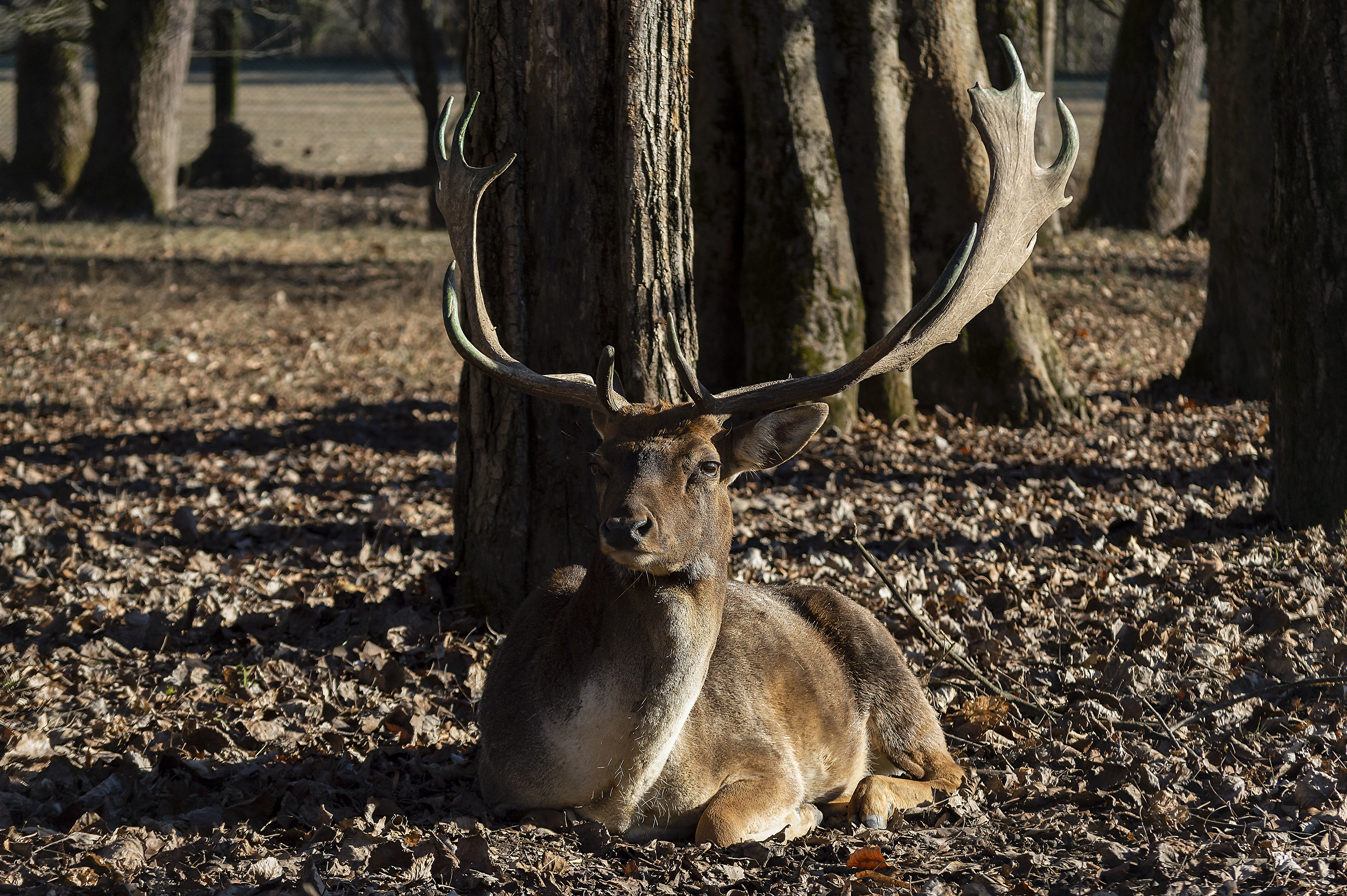 Umano se vuoi parliamo un po