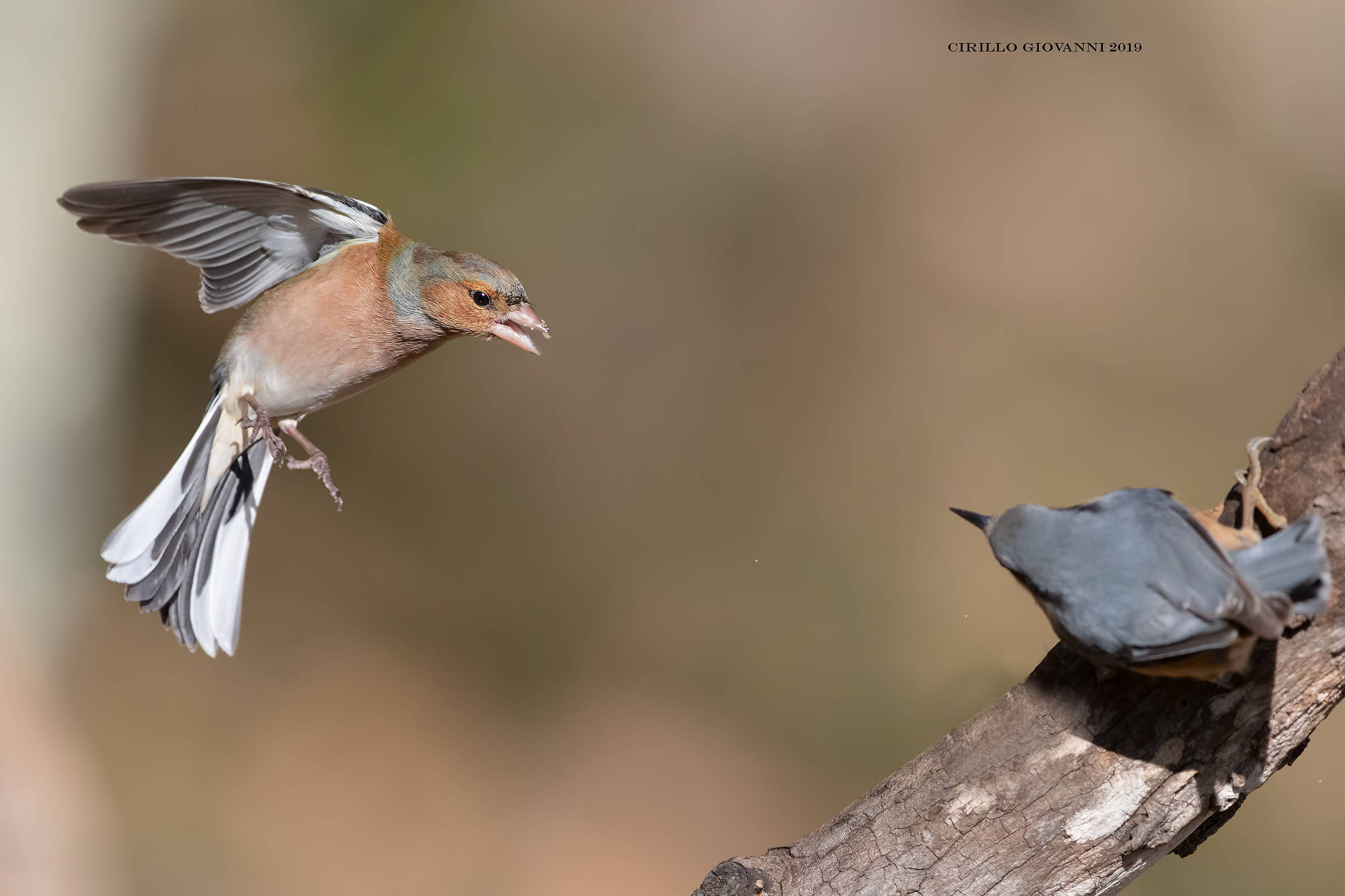 Finches vs. Nuthatch