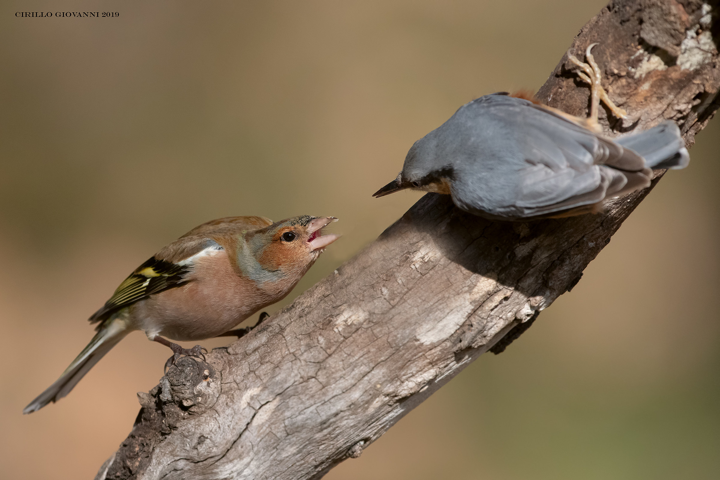 Skirmishes between finches and Nuthatch