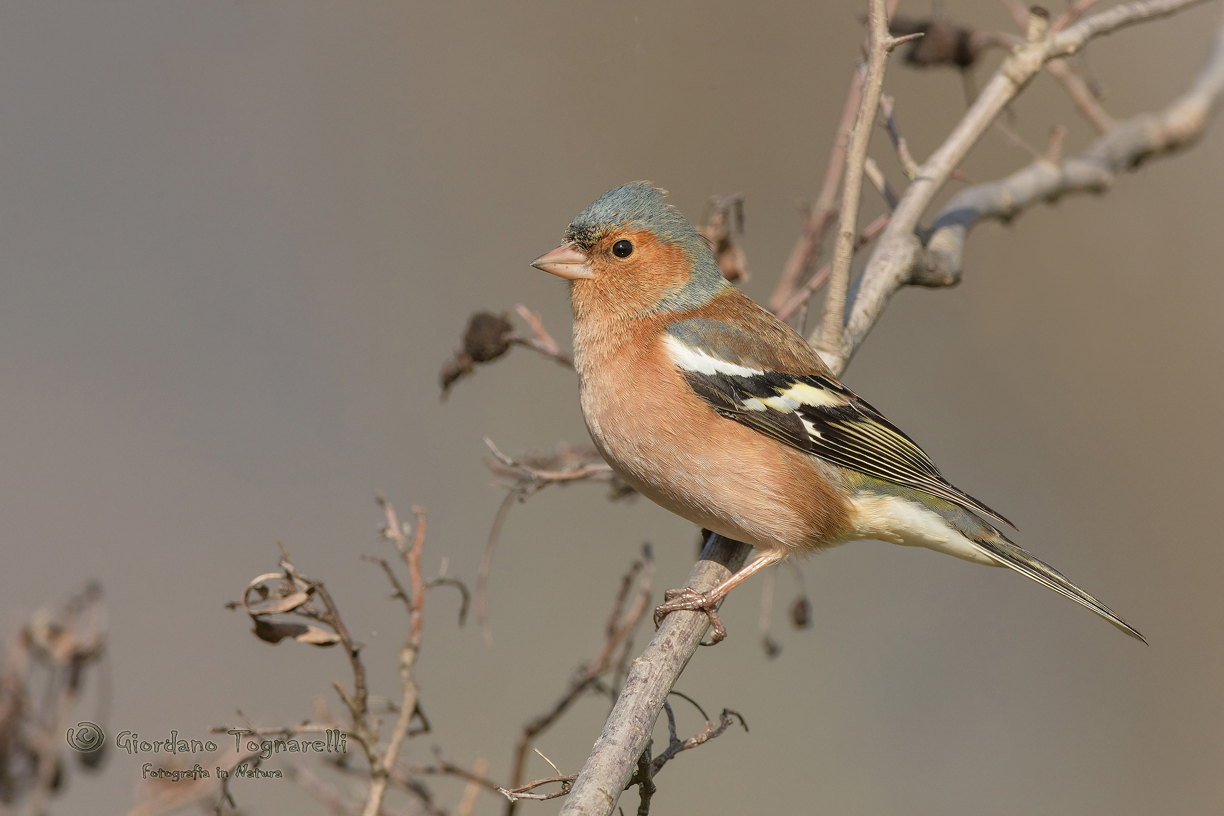 Chaffinch