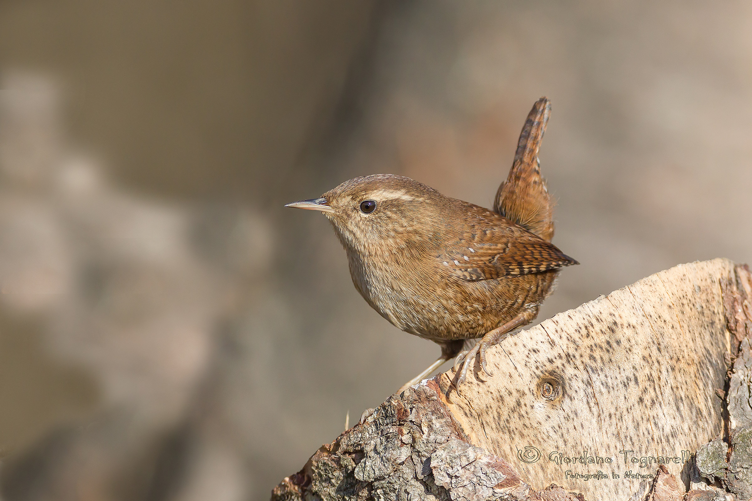 Wren