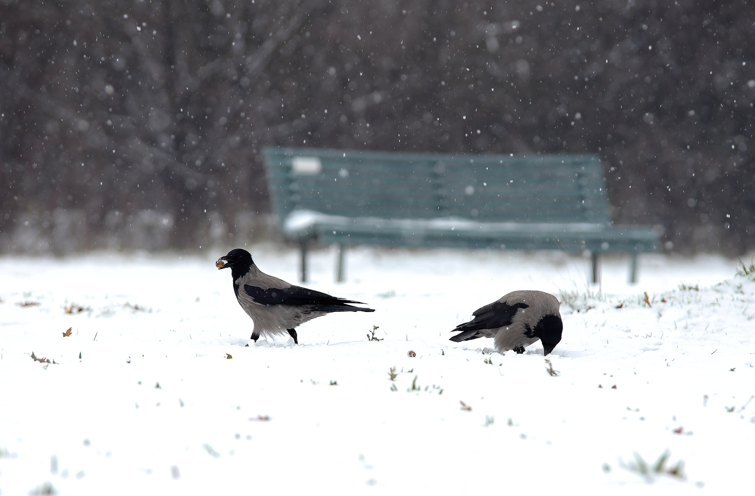 Eating on the snow