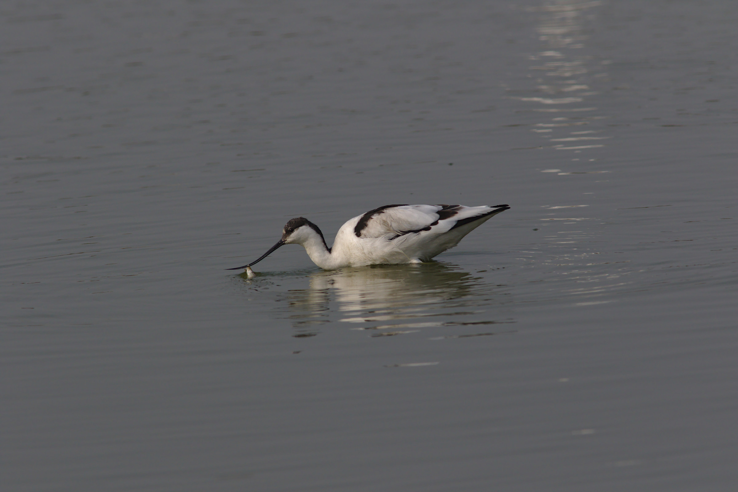 Pied Avocet