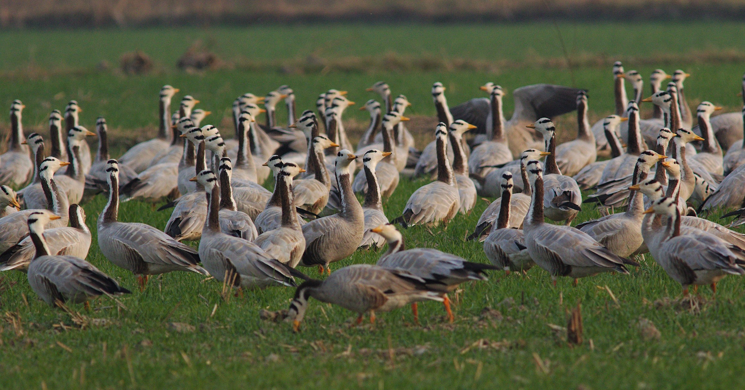 Bar Headed Geese