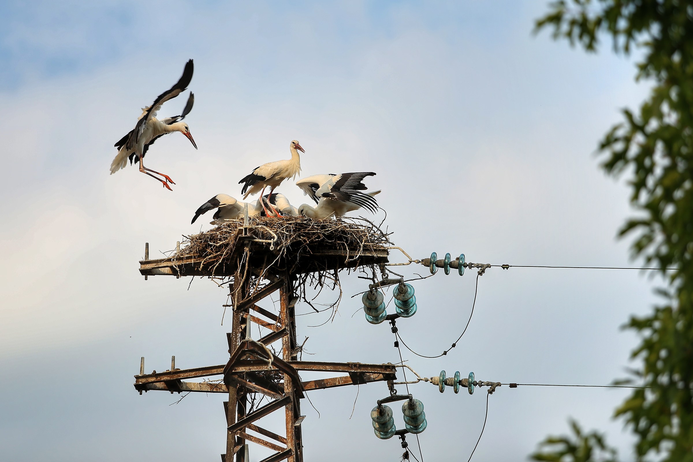 Family storks