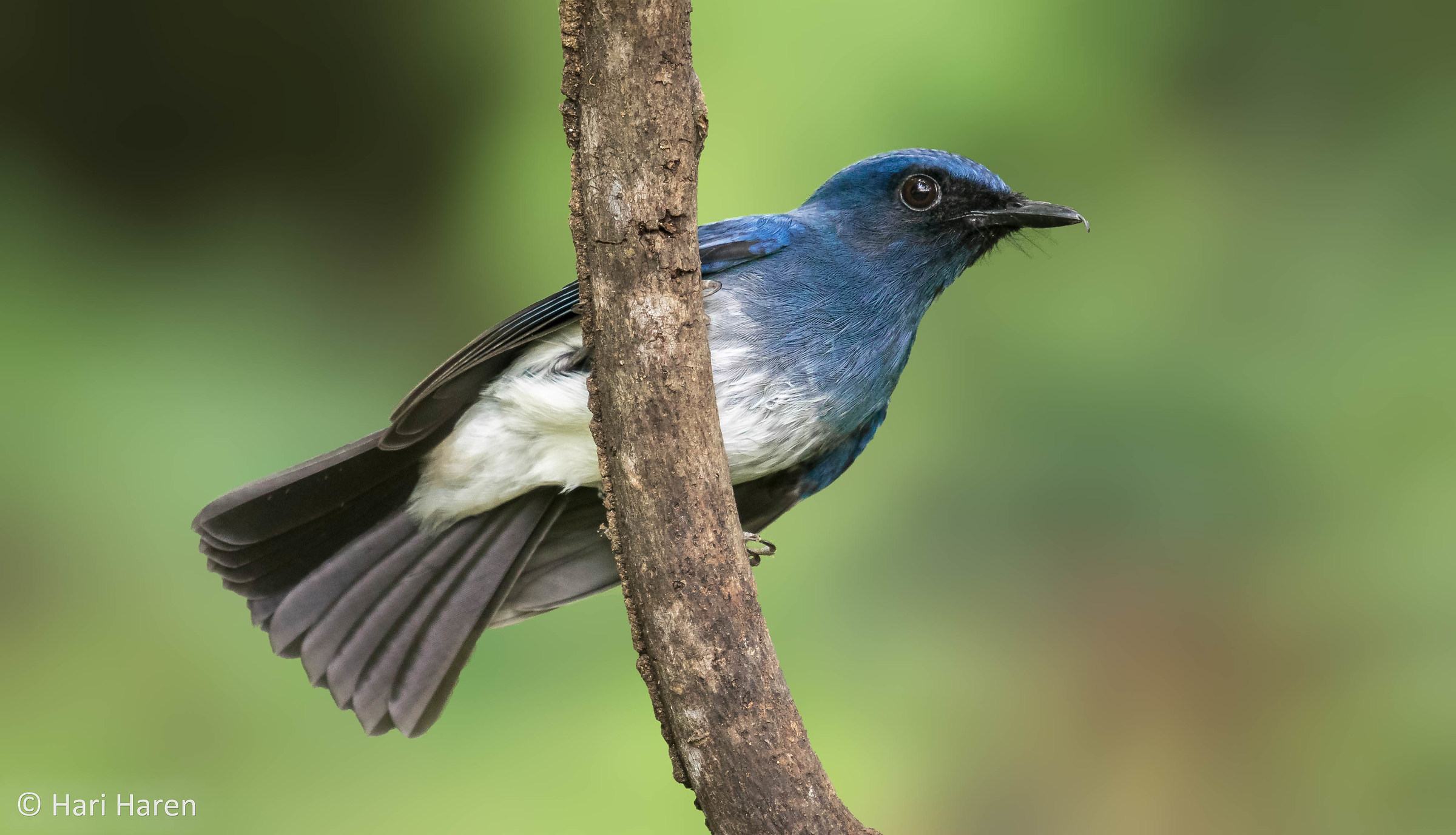 White-bellied blue flycatcher
