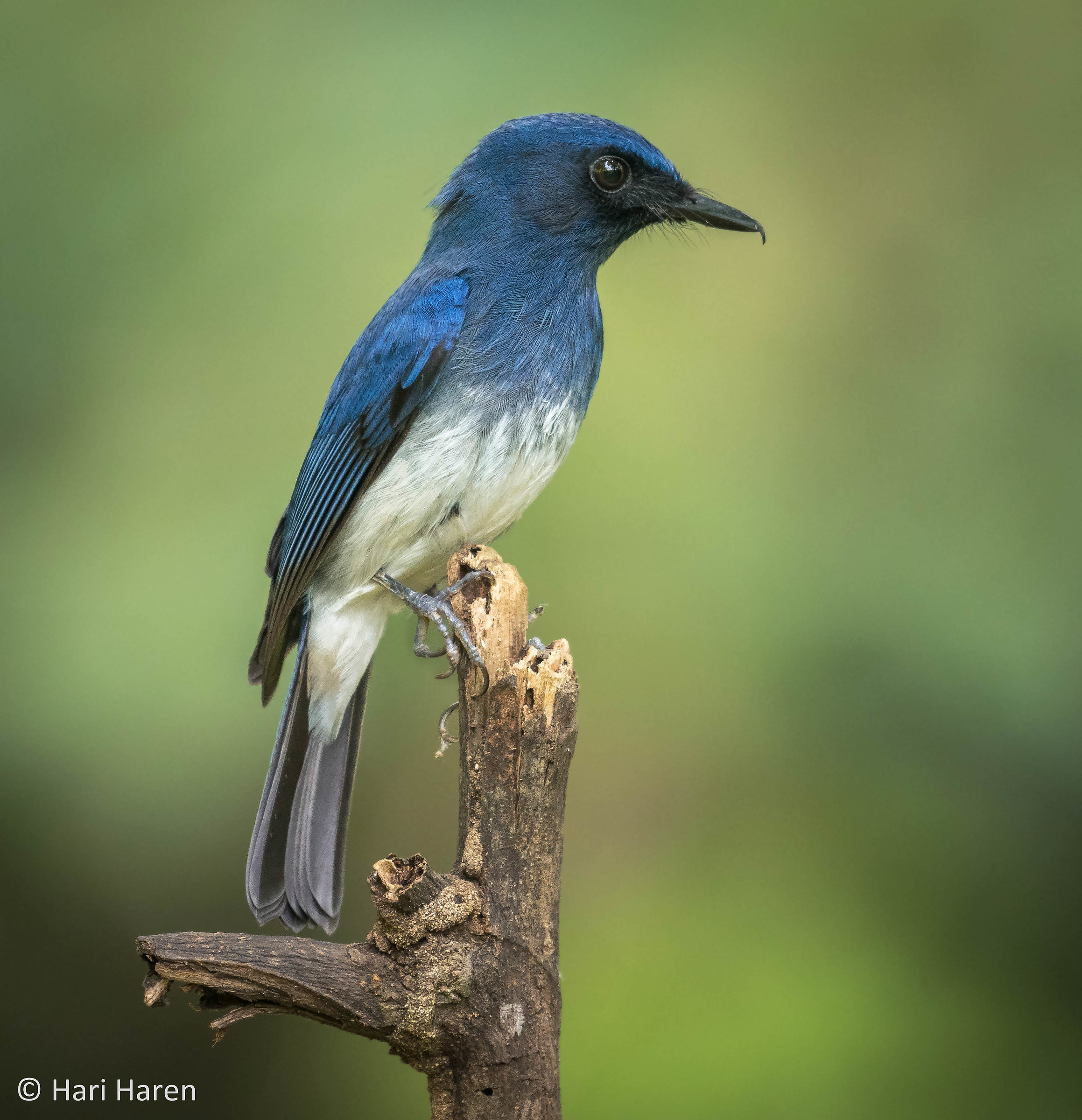 Pigliamosche blu dal ventre bianco