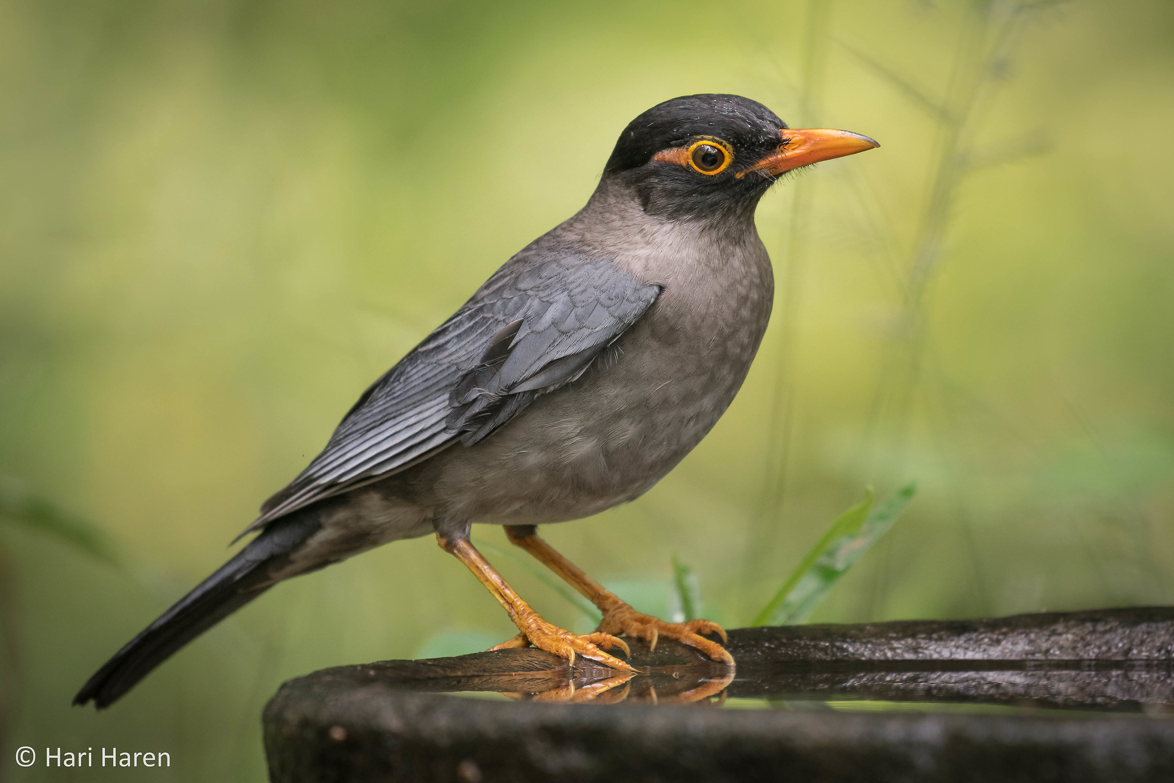 Indian black bird
