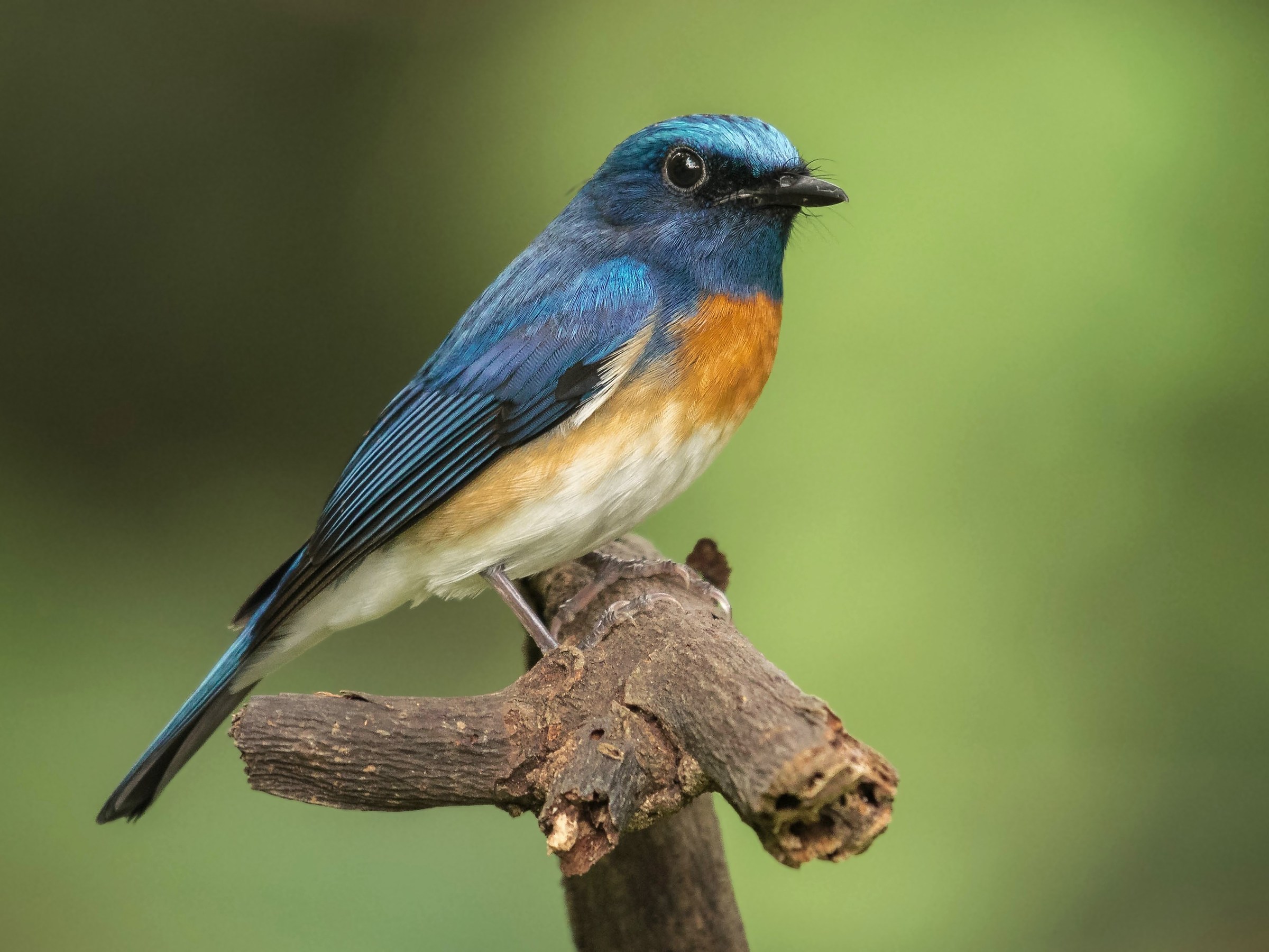 Tickell's blue flycatcher