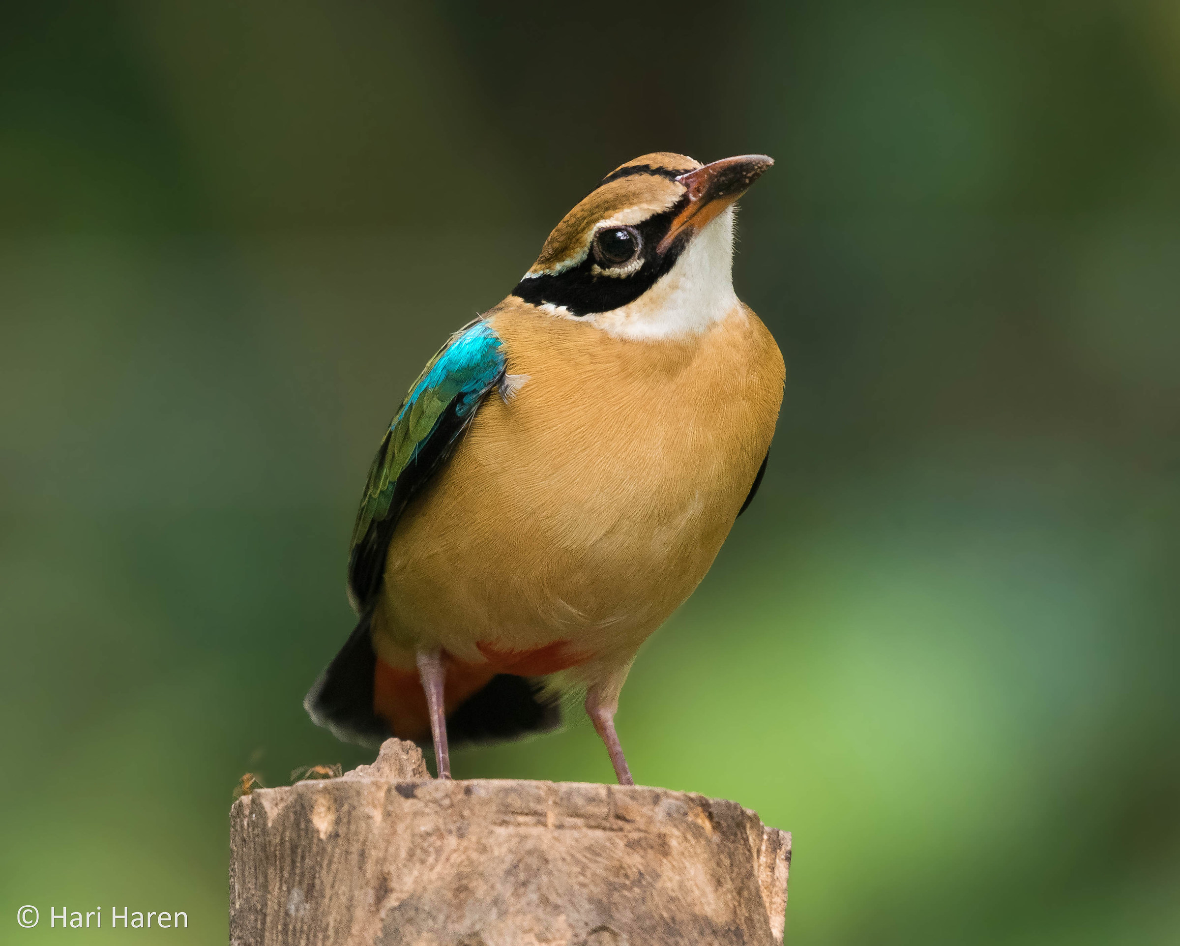 Indian Pitta