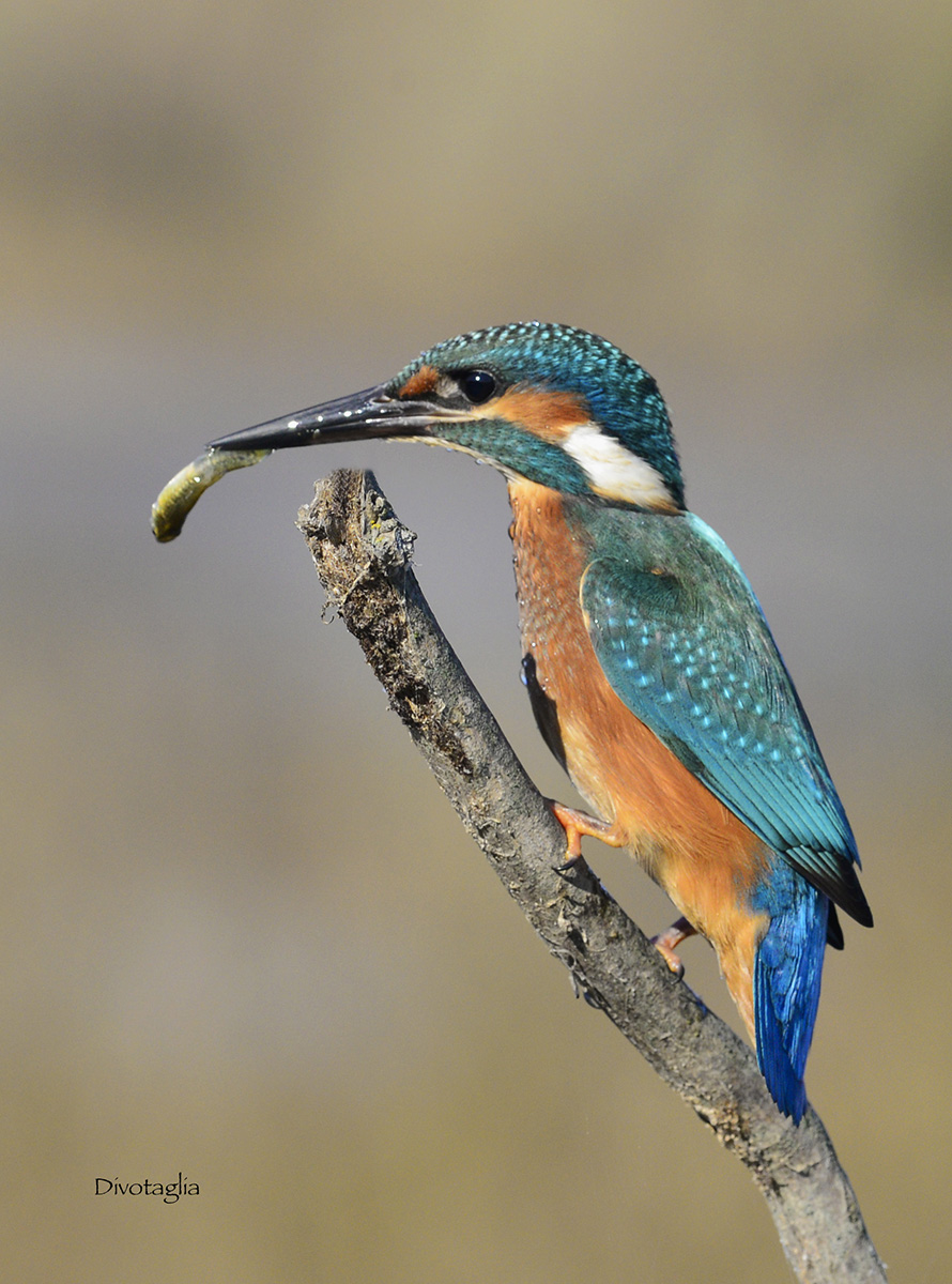 Kingfisher
