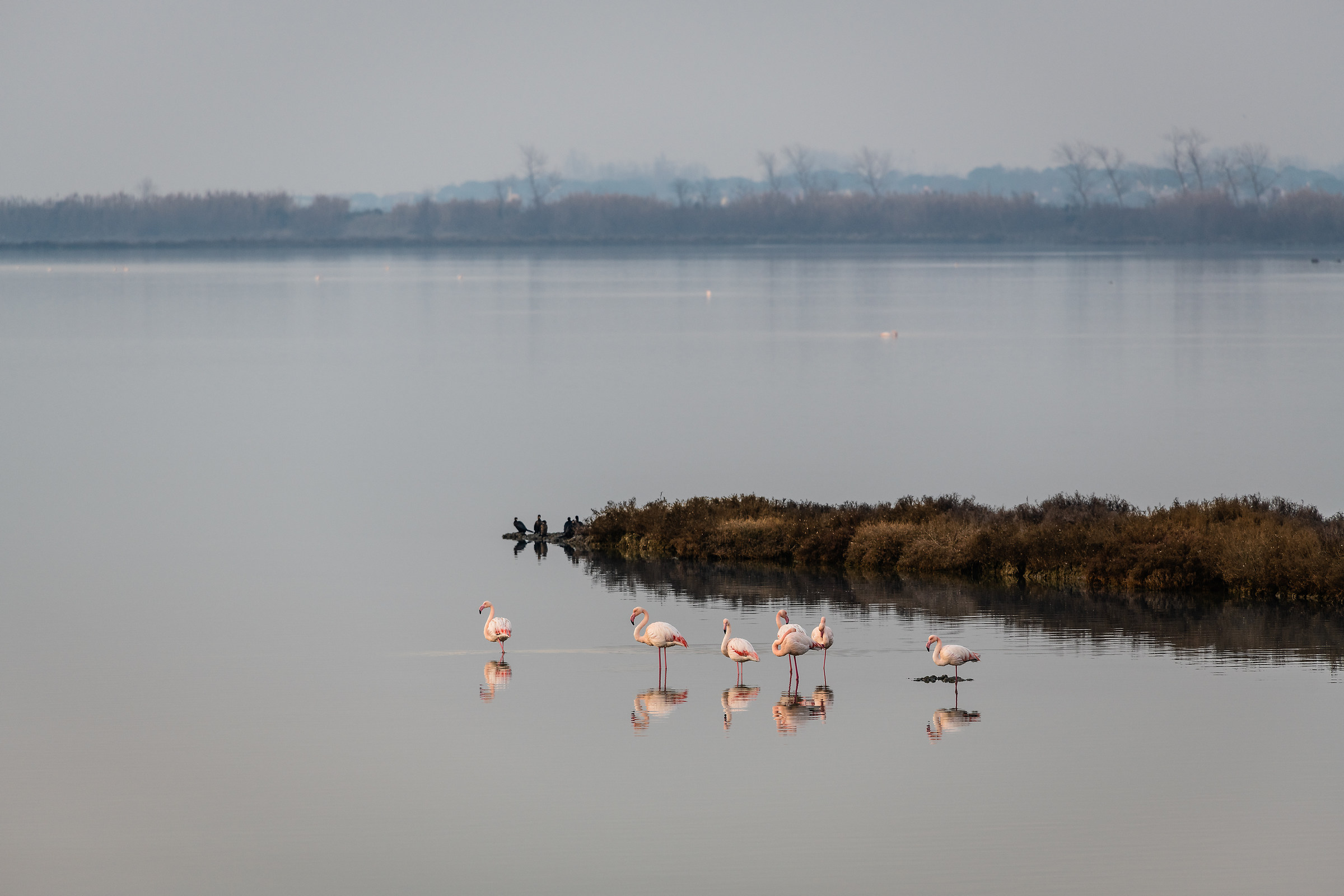 January with Flamingos
