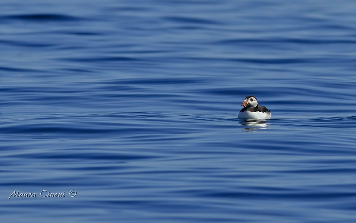 Puffin of the Sea