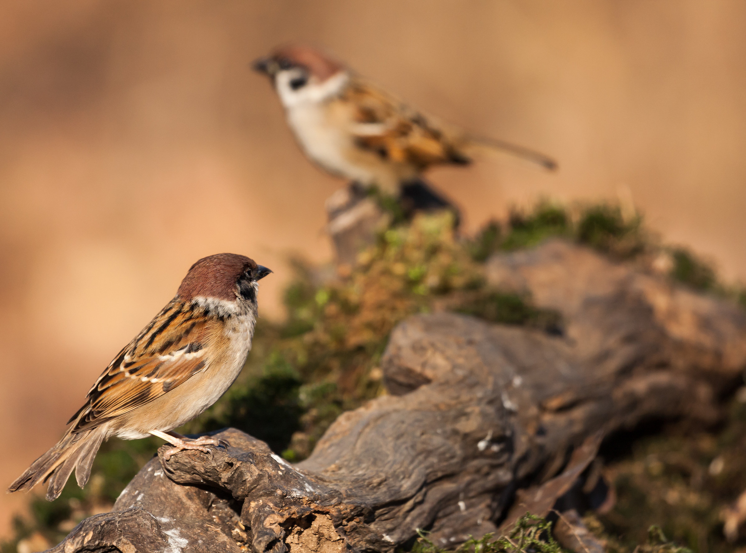 Sguardo di sufficienza