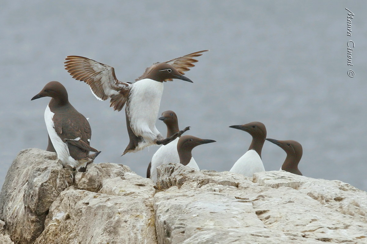 Marine guillemots