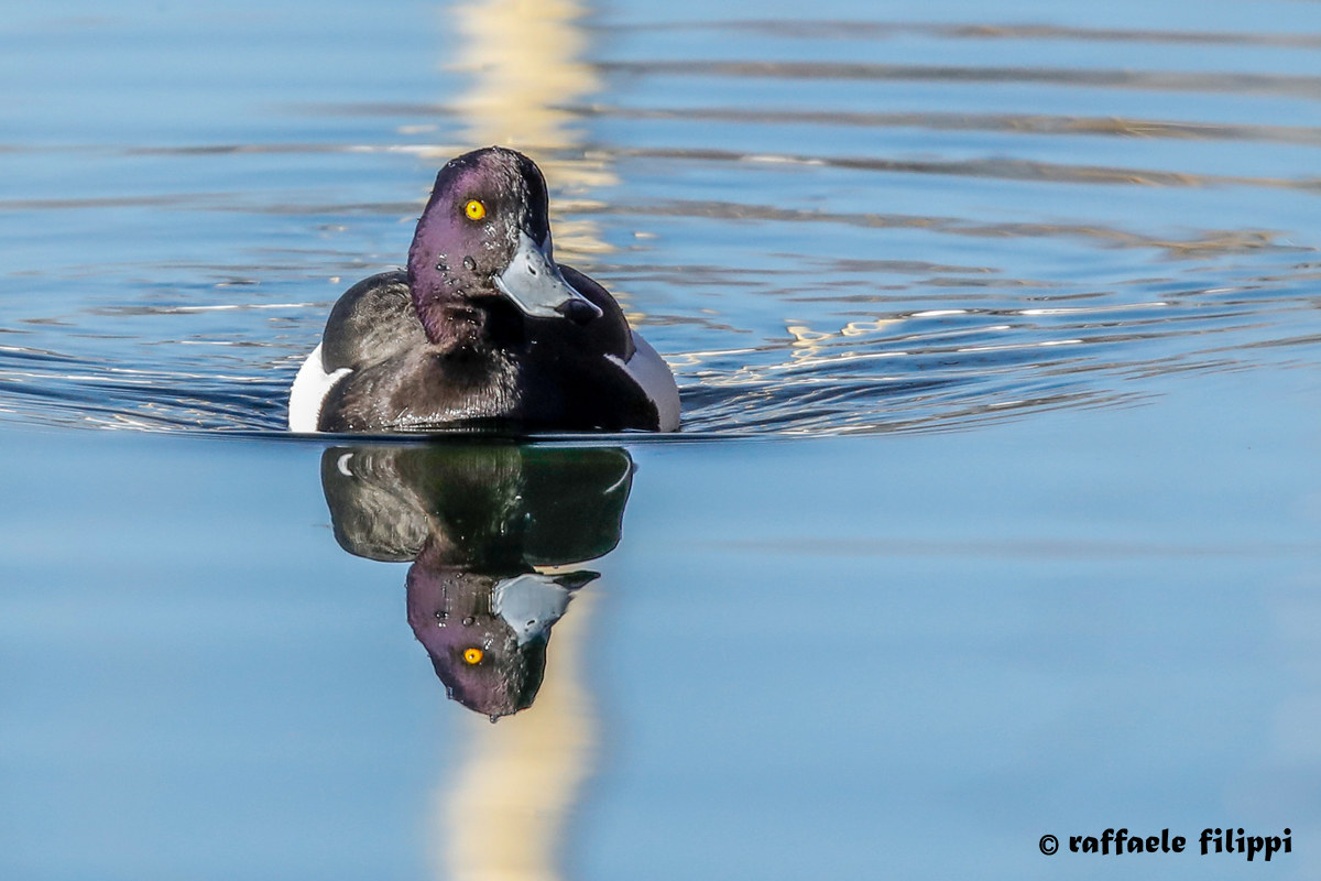 Moretta maschio - Lago di Viverone