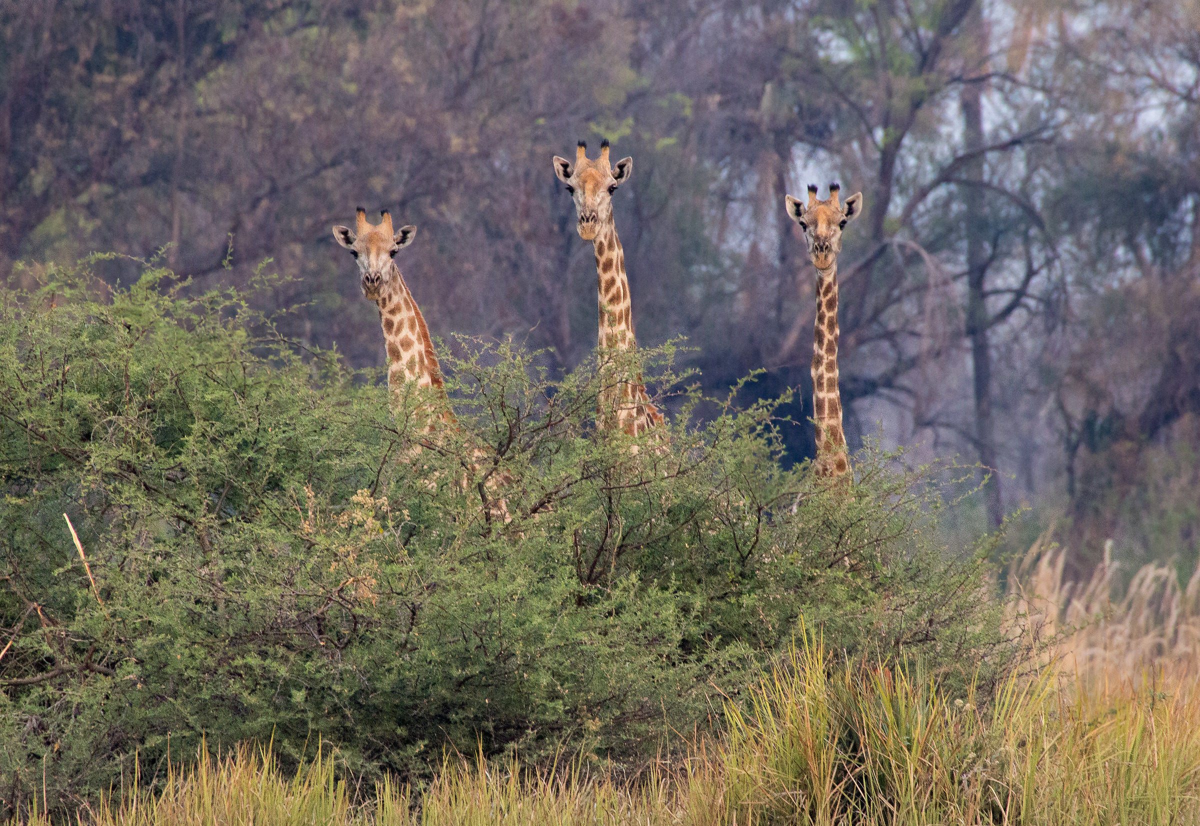 Ma la giraffa, che si giraffà?