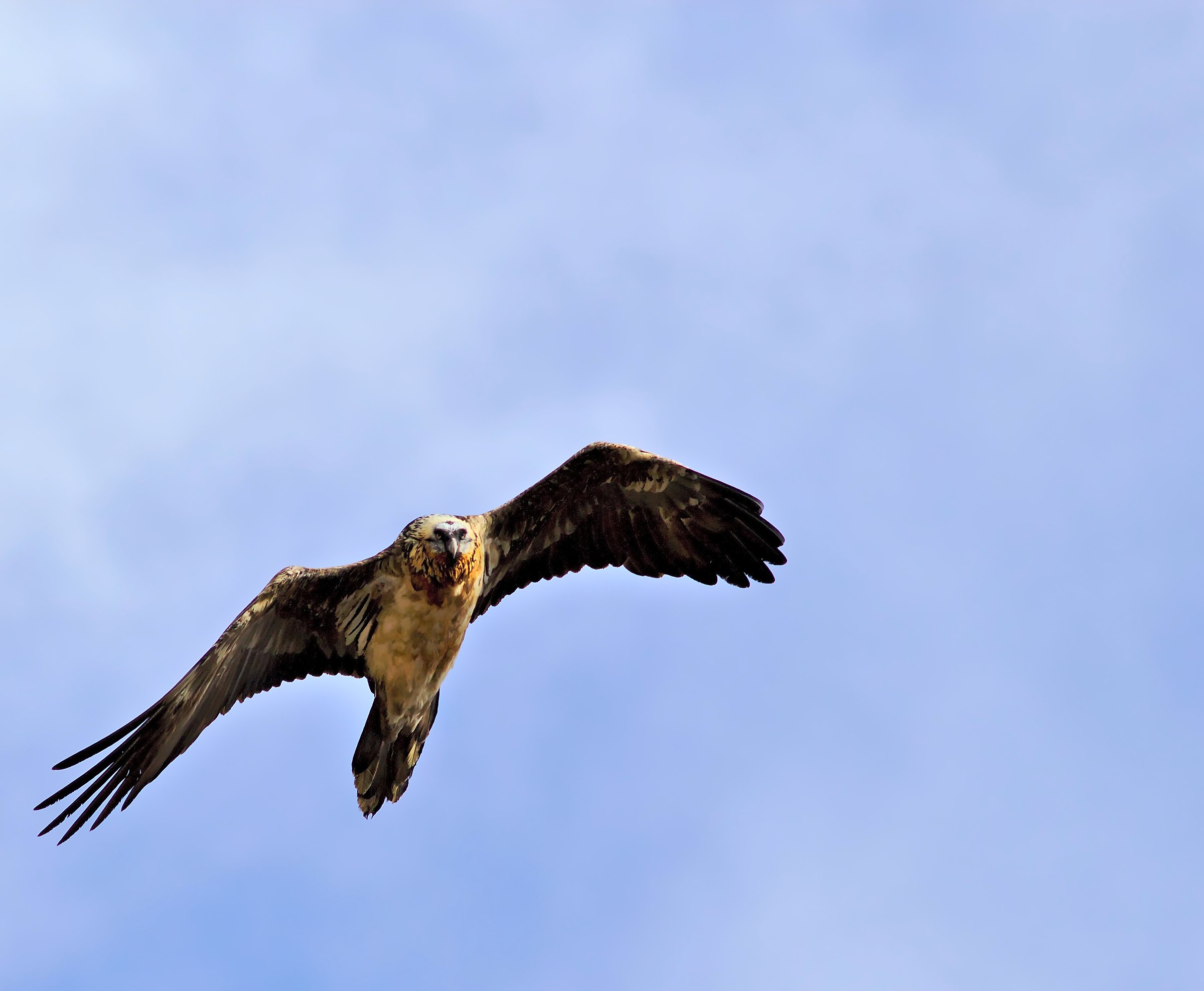 Bearded Vulture (lammergeier)