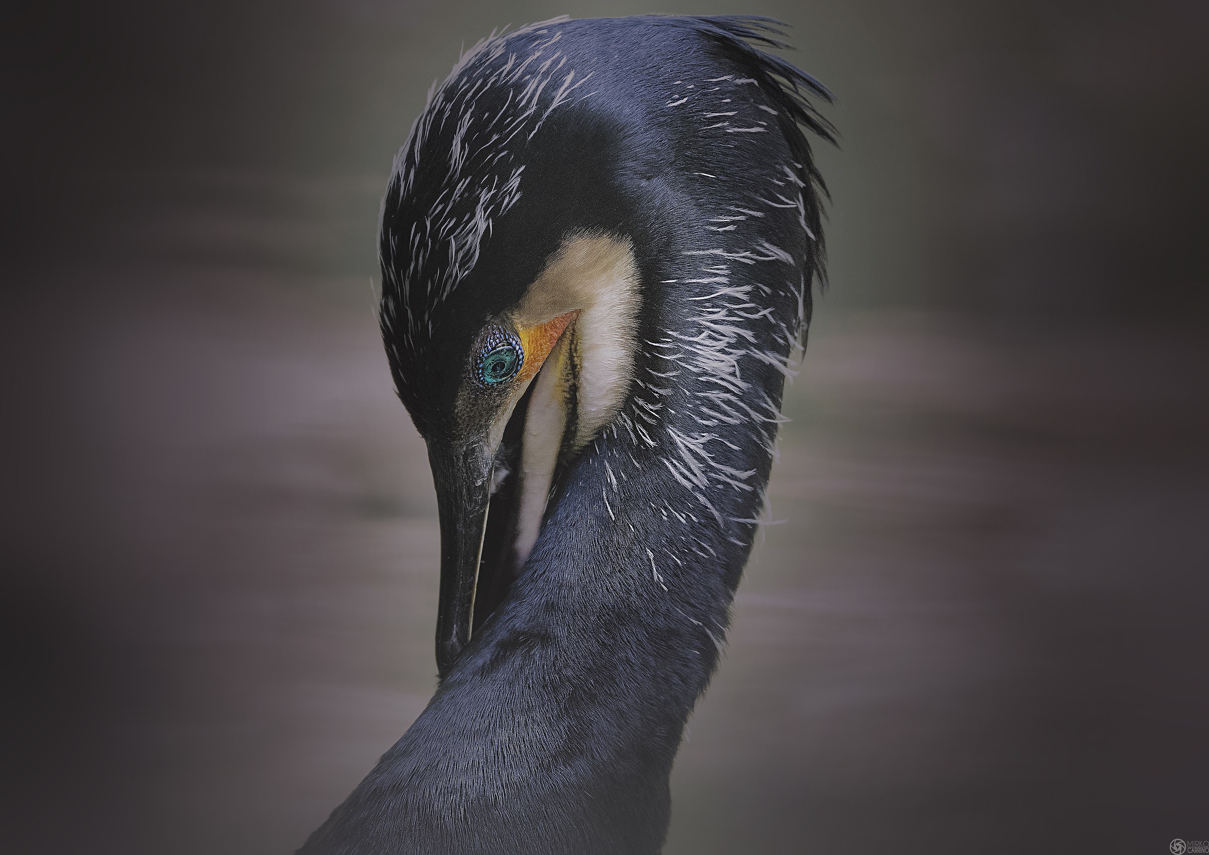 Un timido cormorano..