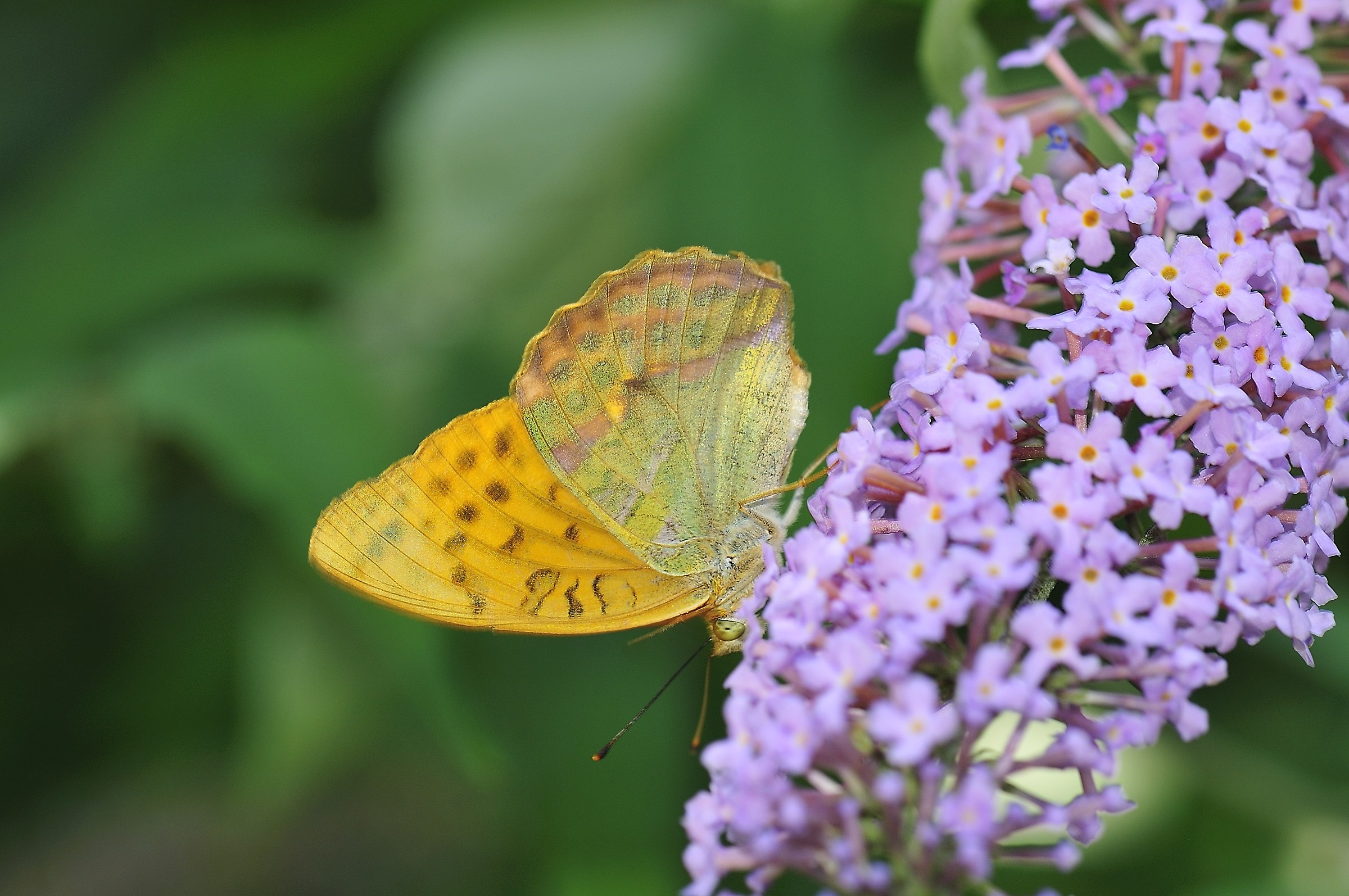 Flowers field Butterfly