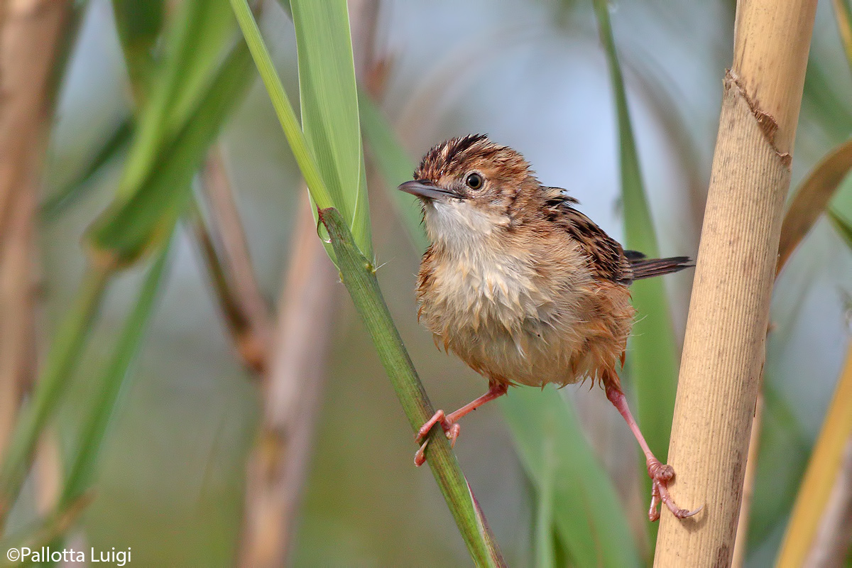 Beccamoschino(Cisticola juncidis)