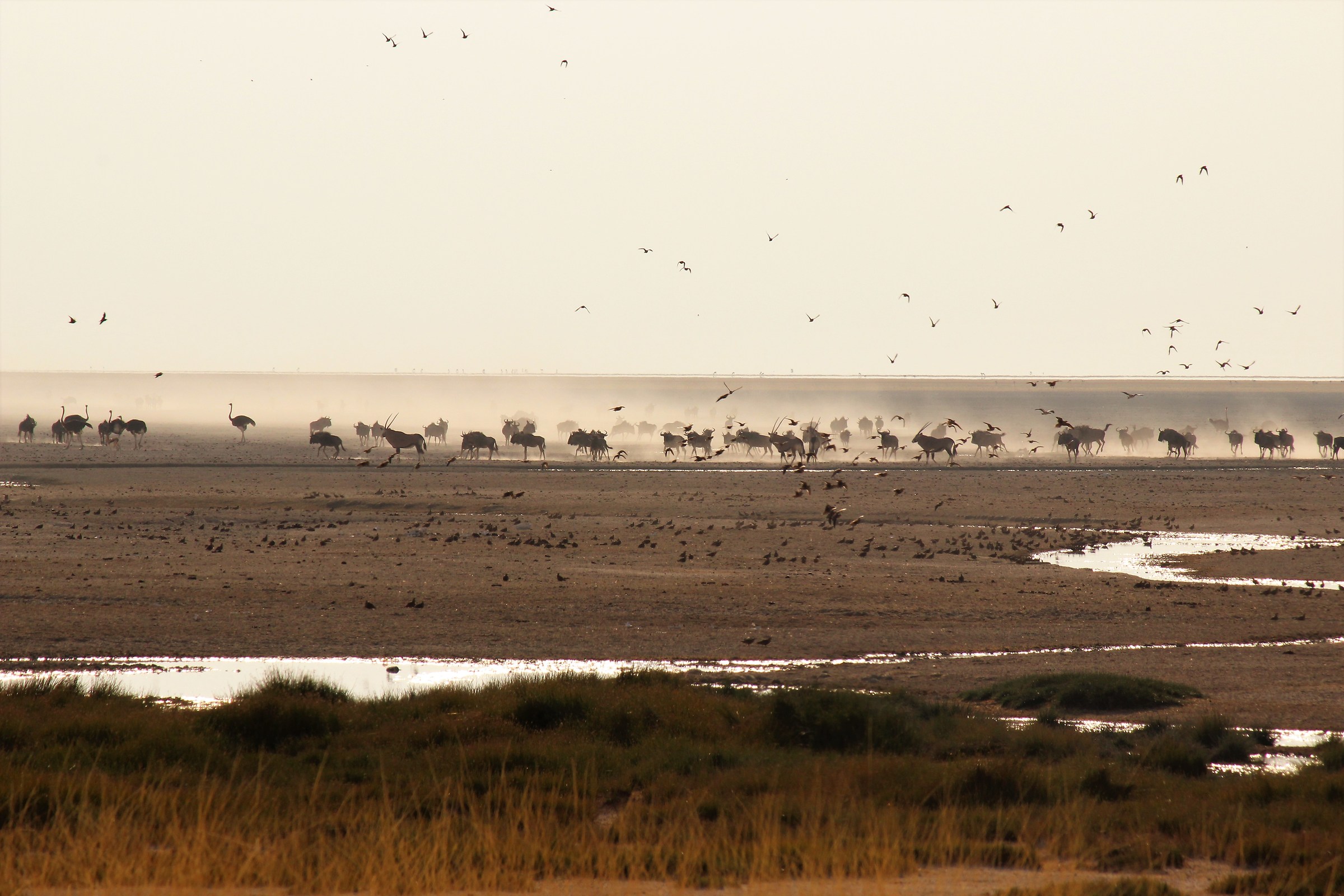 Etosha pan all'alba