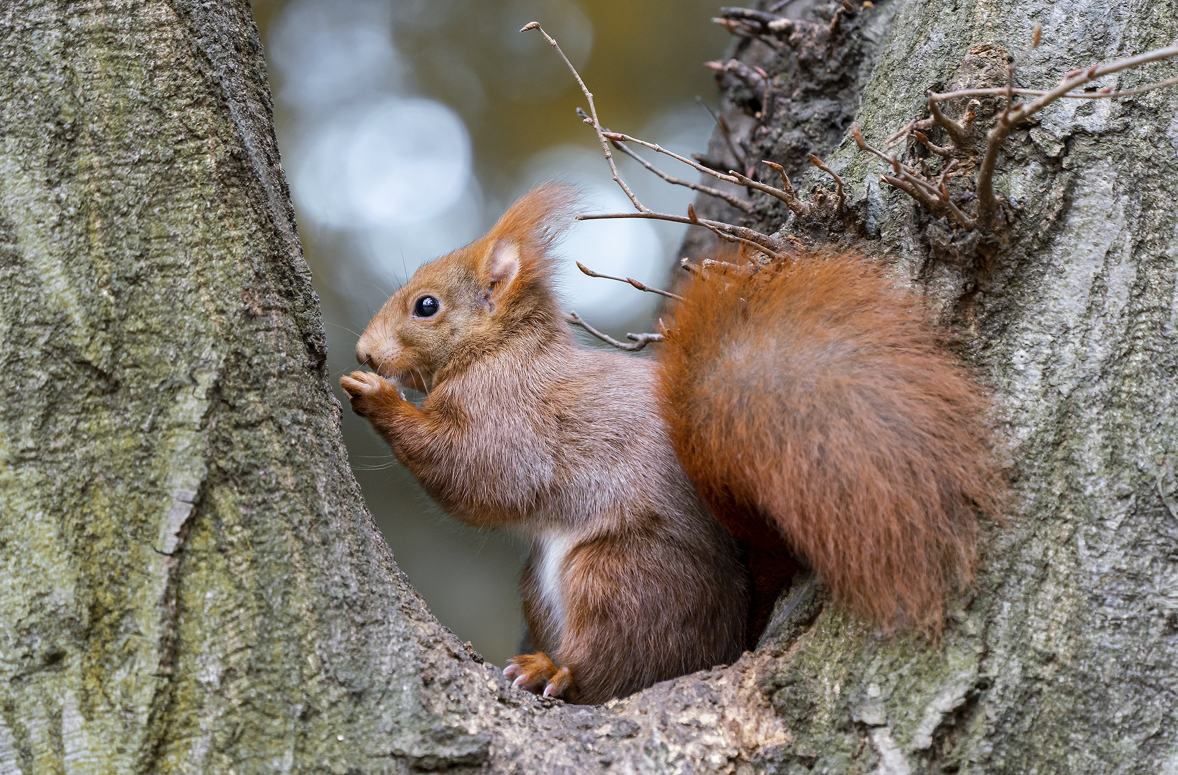 Red squirrel