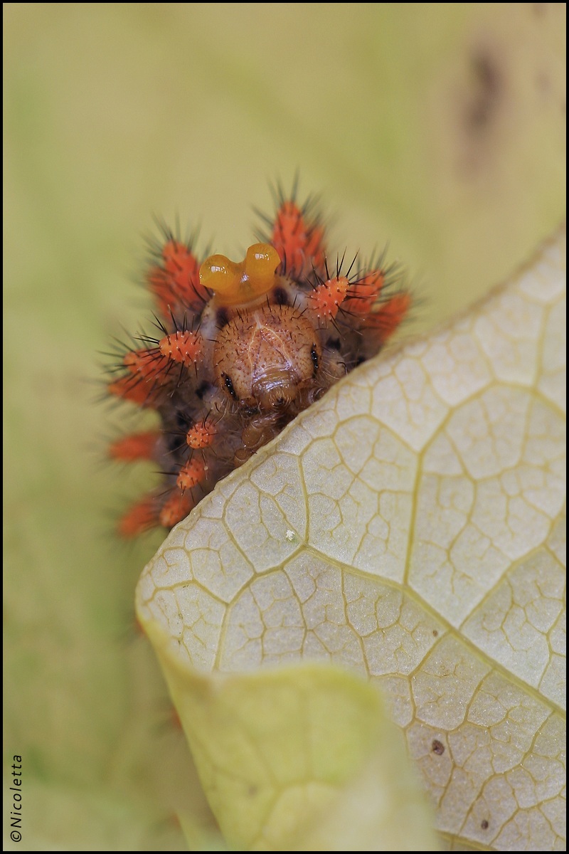 Bruco di Zerynthia Polyxena